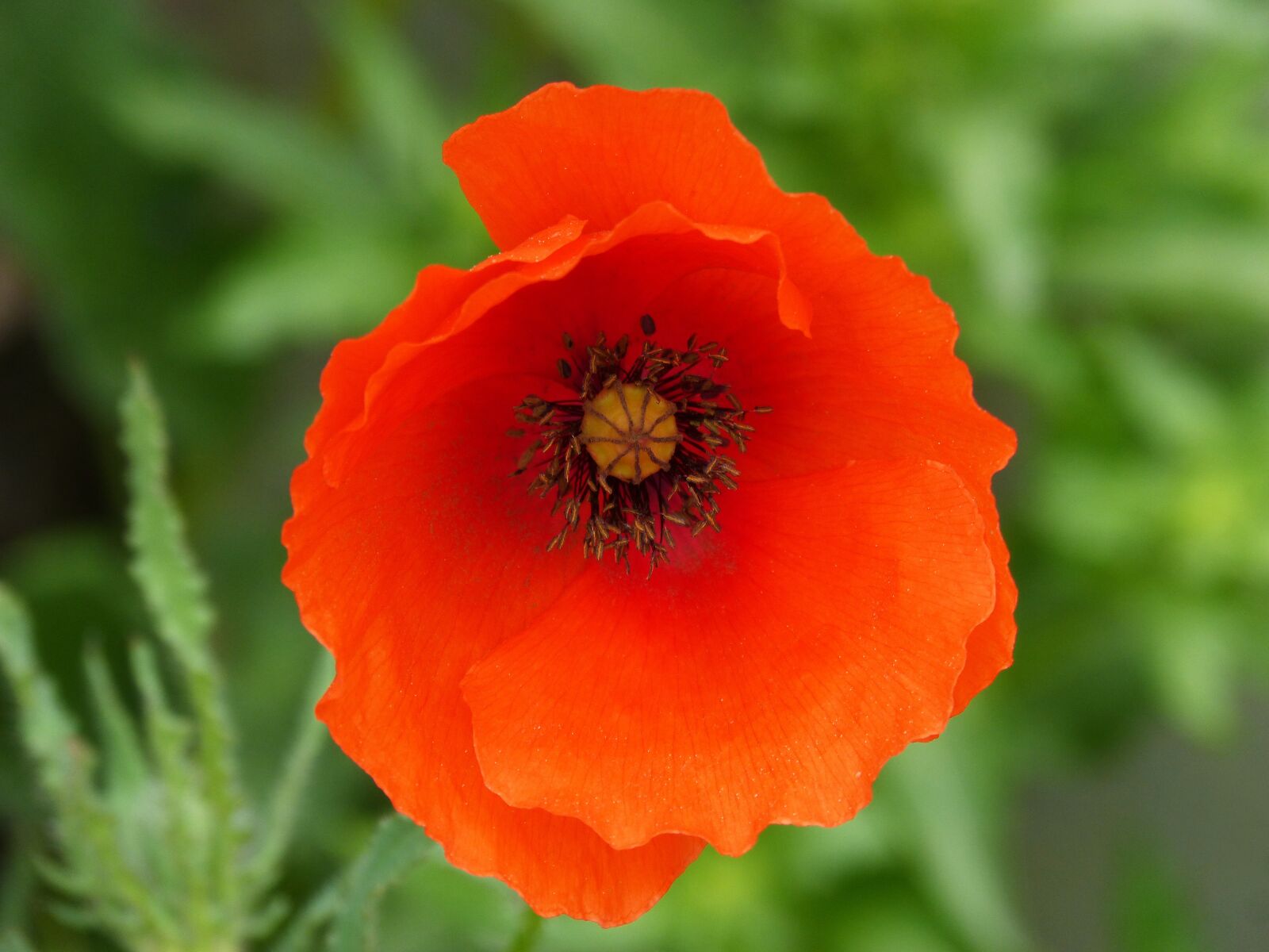 Panasonic DMC-FZ62 sample photo. Poppy, ababol, rosella photography