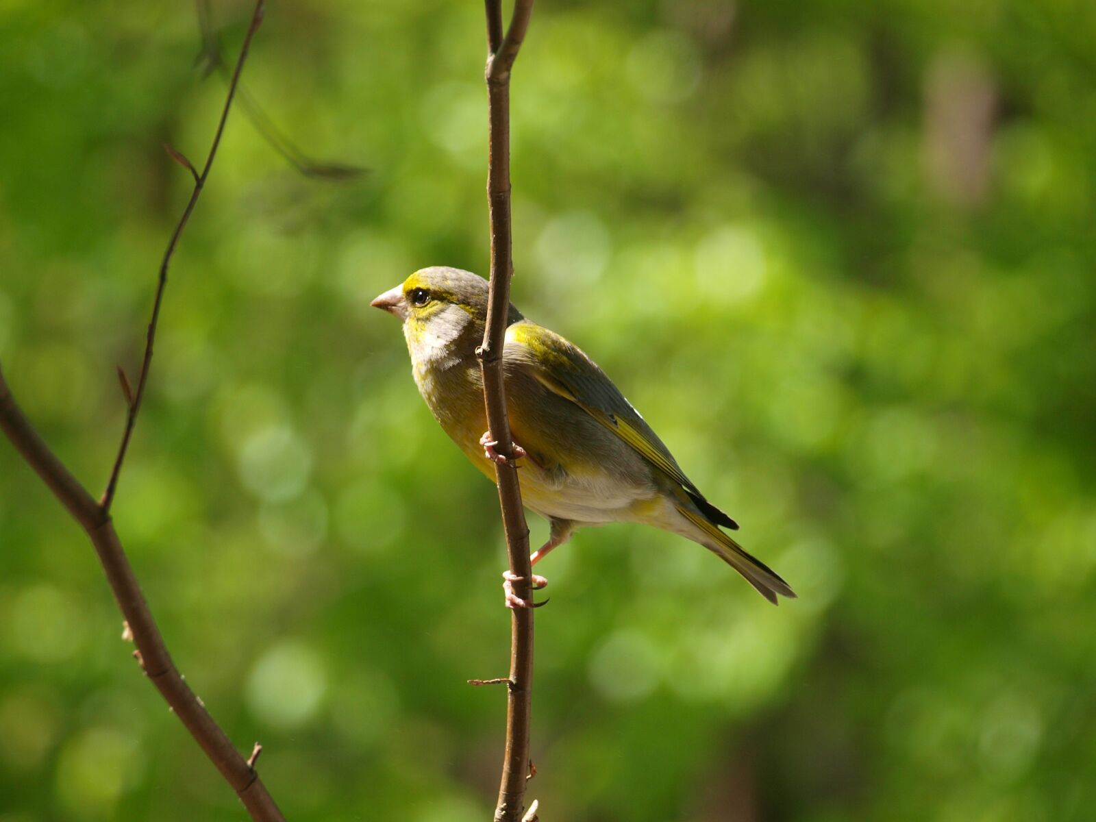 Olympus E-420 (EVOLT E-420) sample photo. Greenfinch, bird, chloris chloris photography