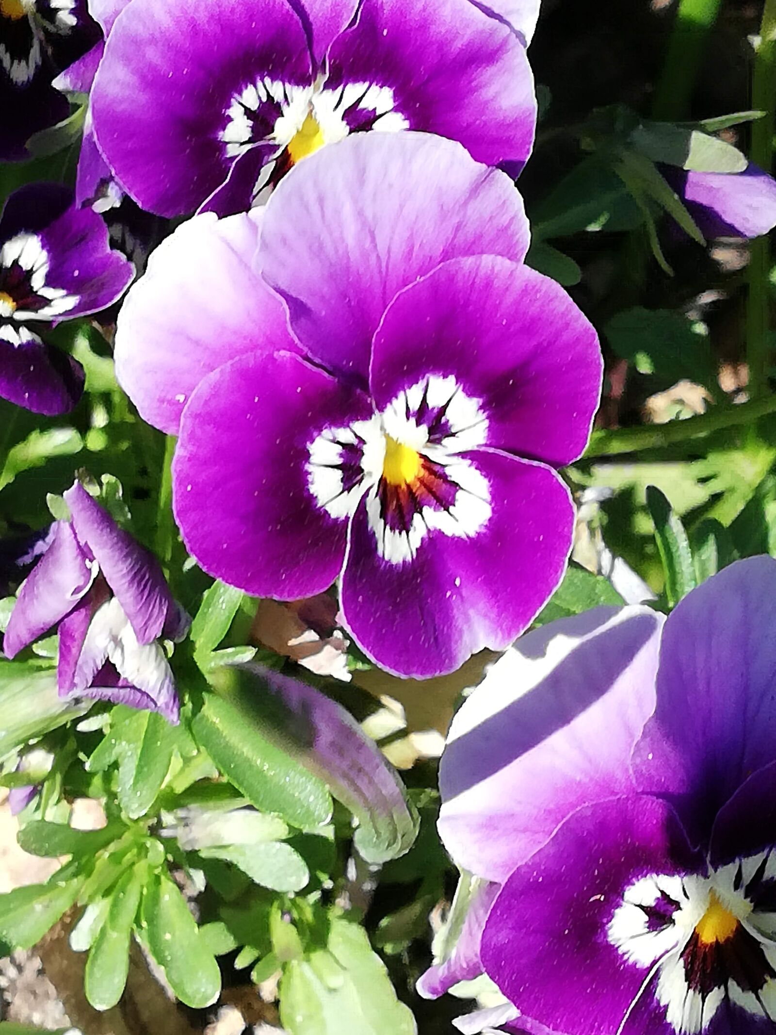 HUAWEI P20 lite sample photo. Flower, purple, blossom photography