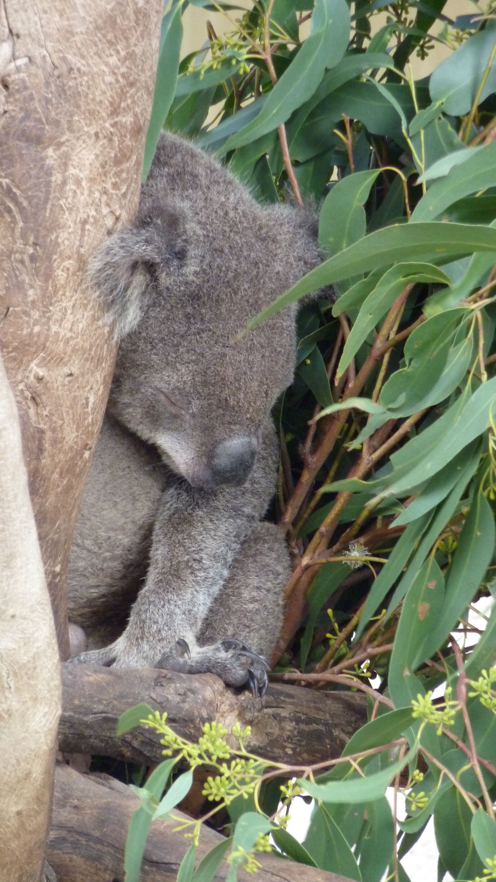 Panasonic DMC-TZ7 sample photo. Koala, koala bear, sad photography