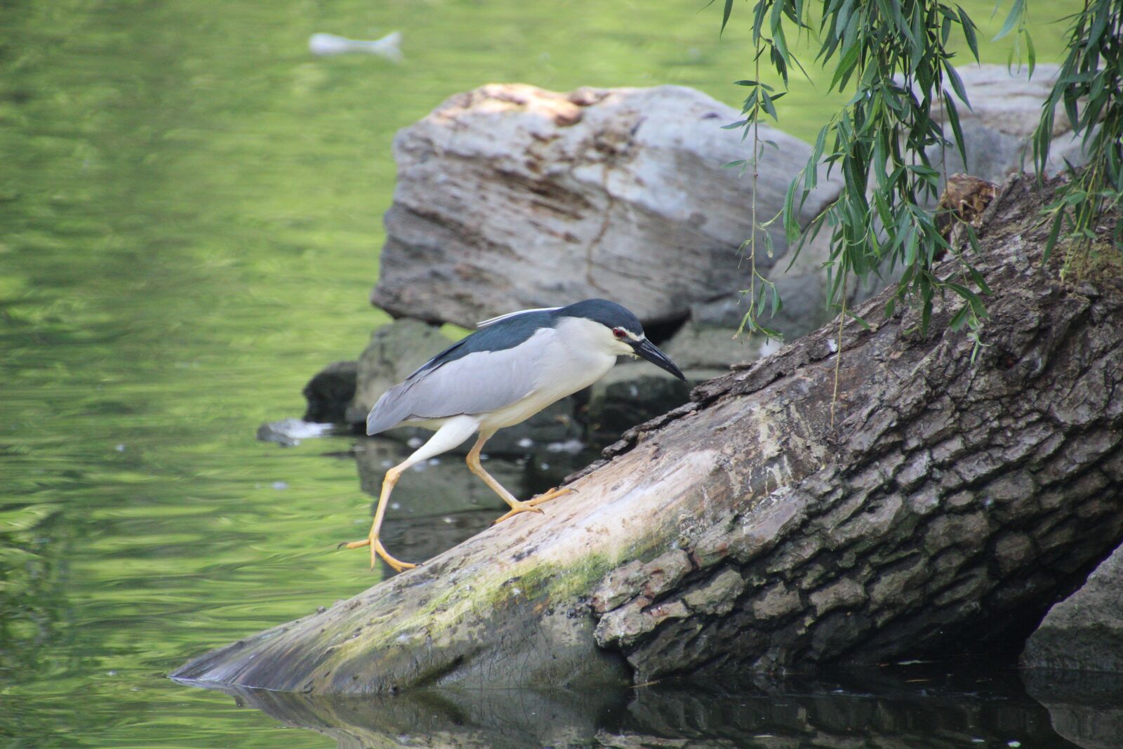 Canon EOS 600D (Rebel EOS T3i / EOS Kiss X5) sample photo. Night heron, perched night photography