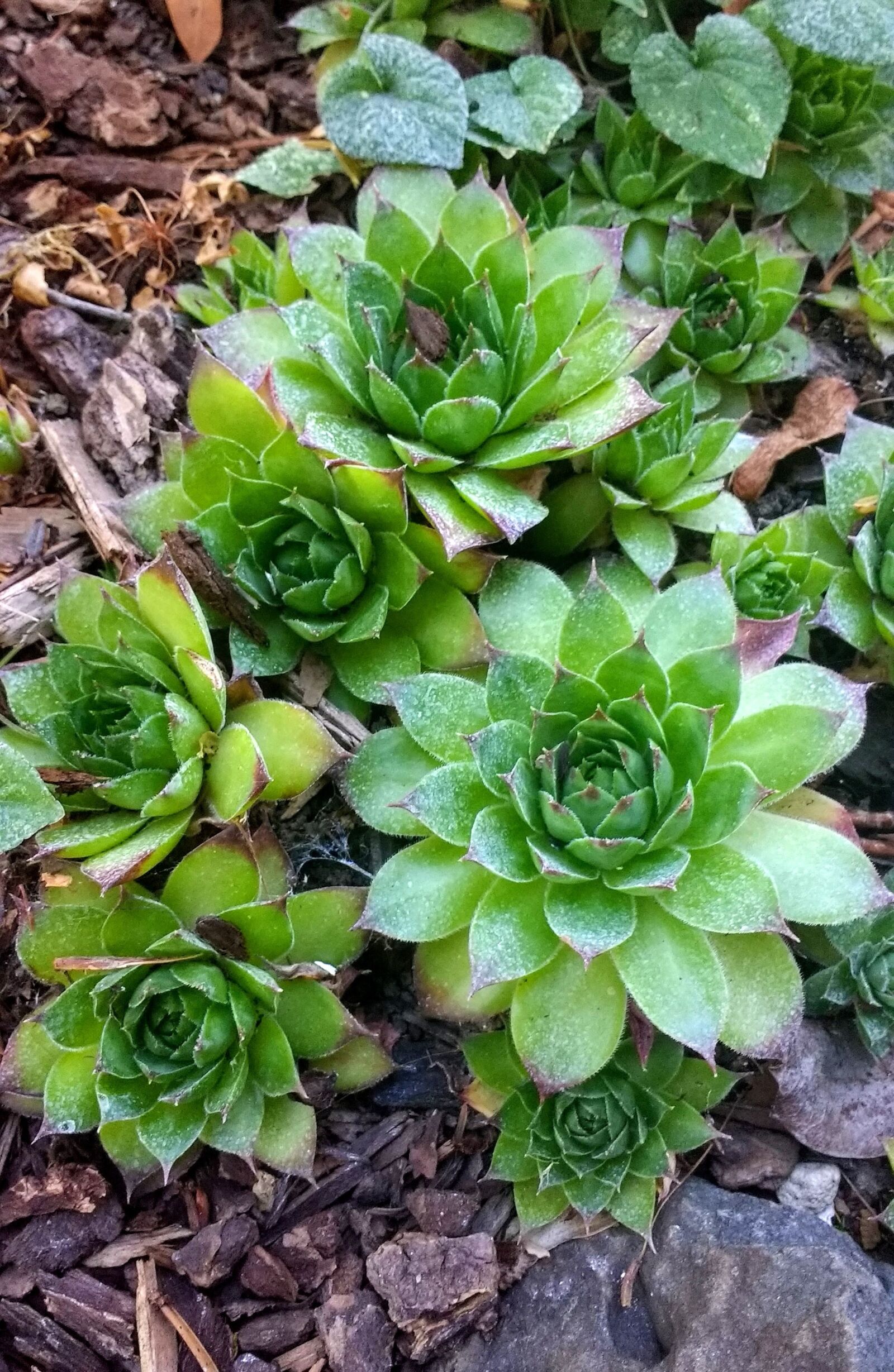Motorola Moto G (4) sample photo. Plants, succulent, succulents photography
