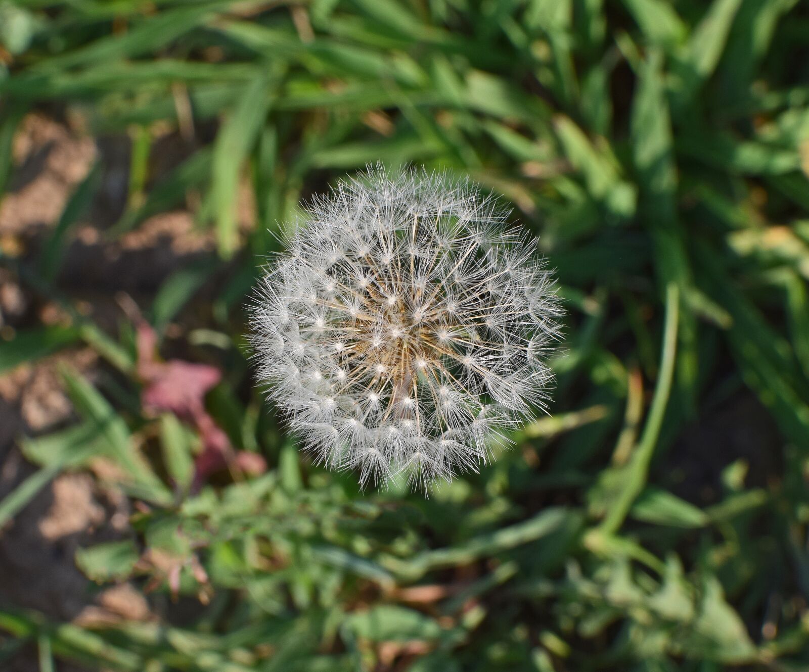 Nikon D3300 sample photo. Dandelion head, seeds, plant photography