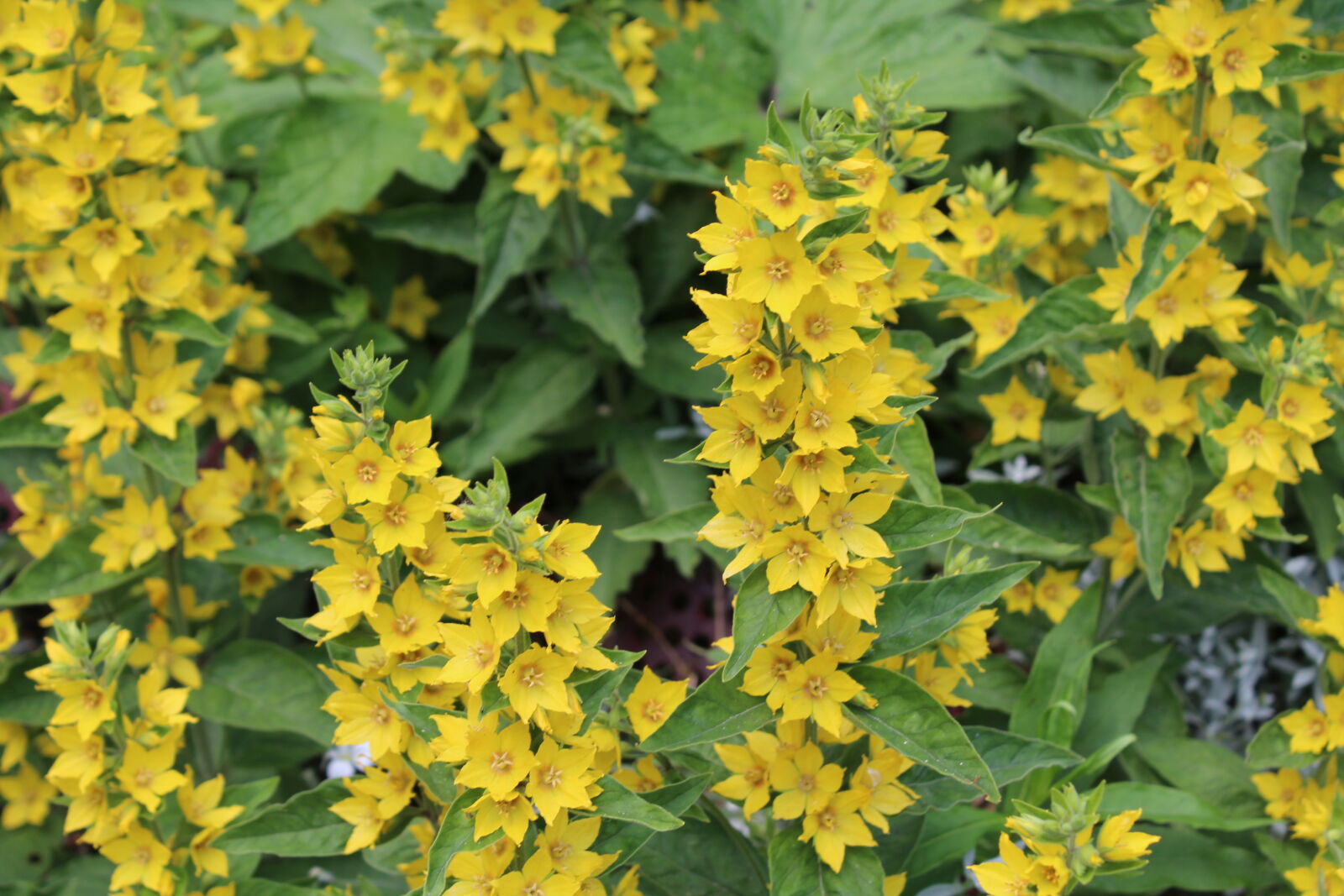 Canon EOS 1200D (EOS Rebel T5 / EOS Kiss X70 / EOS Hi) sample photo. Flowers photography