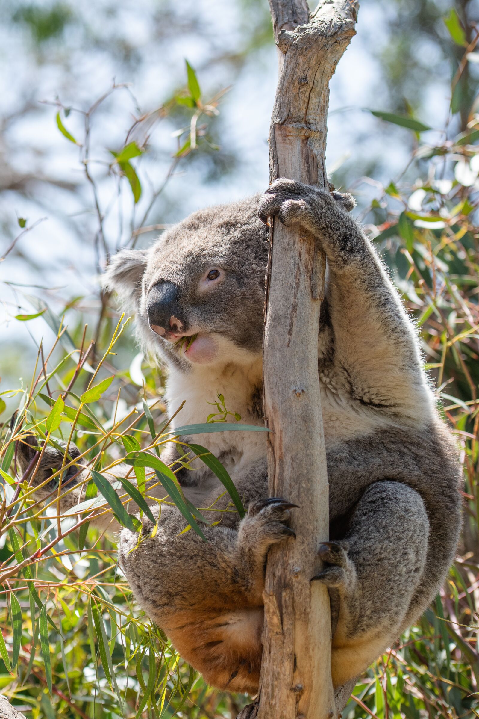 Nikon D850 sample photo. Koala, marsupial, herbivore photography