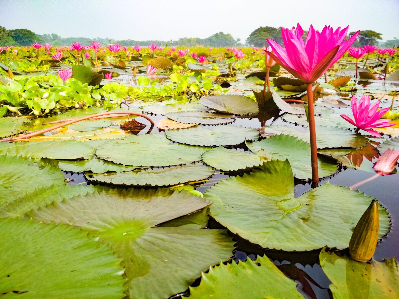 Xiaomi Redmi 4X sample photo. Water lily, barisal, bangladesh photography