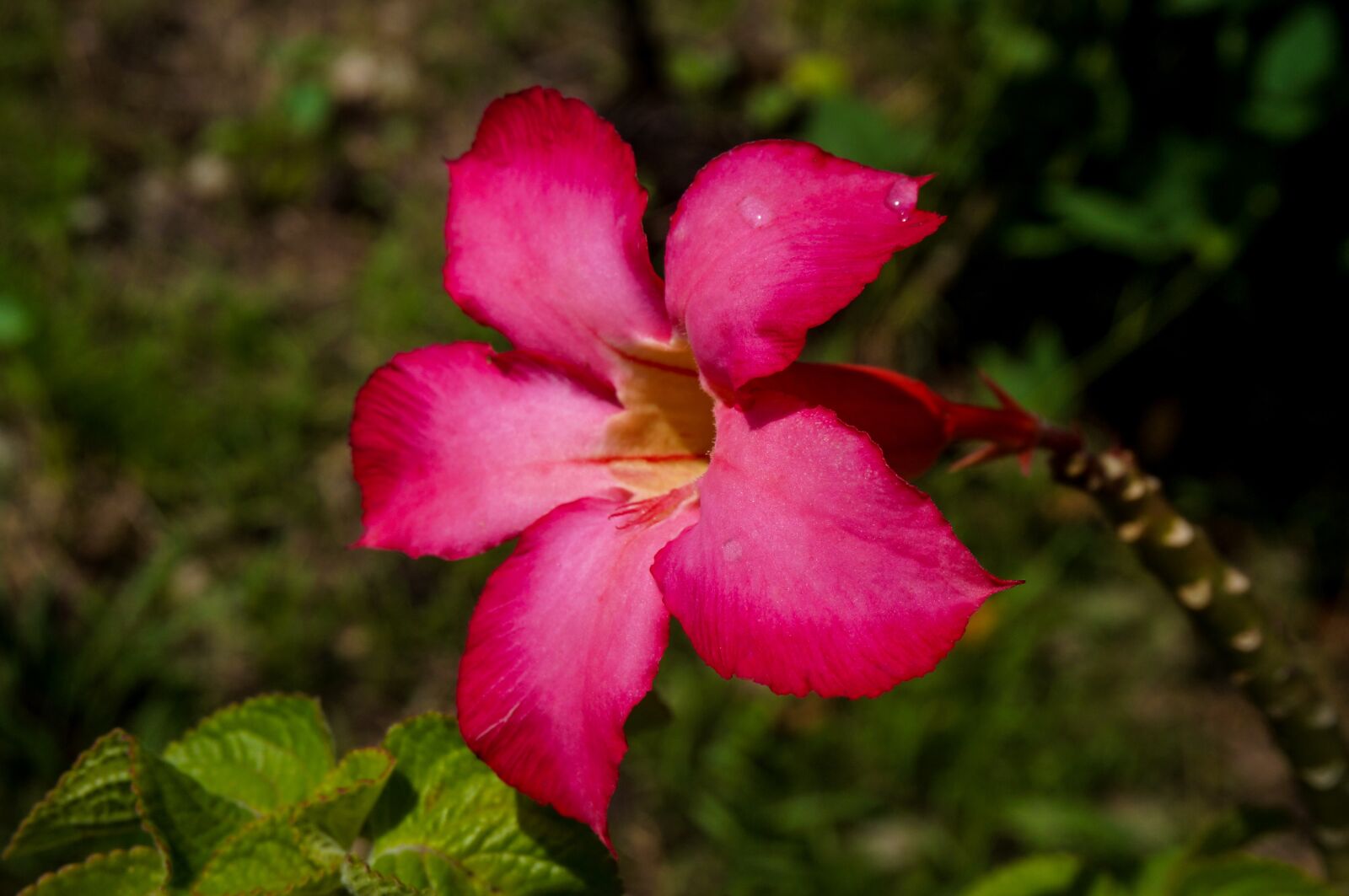 Sony Alpha NEX-3N sample photo. Flower, red, bloom photography