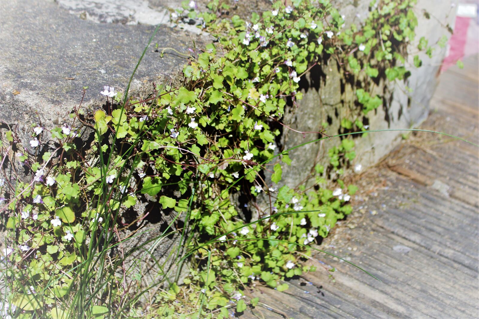 Canon EOS 1200D (EOS Rebel T5 / EOS Kiss X70 / EOS Hi) sample photo. Nature, plant, leaf photography
