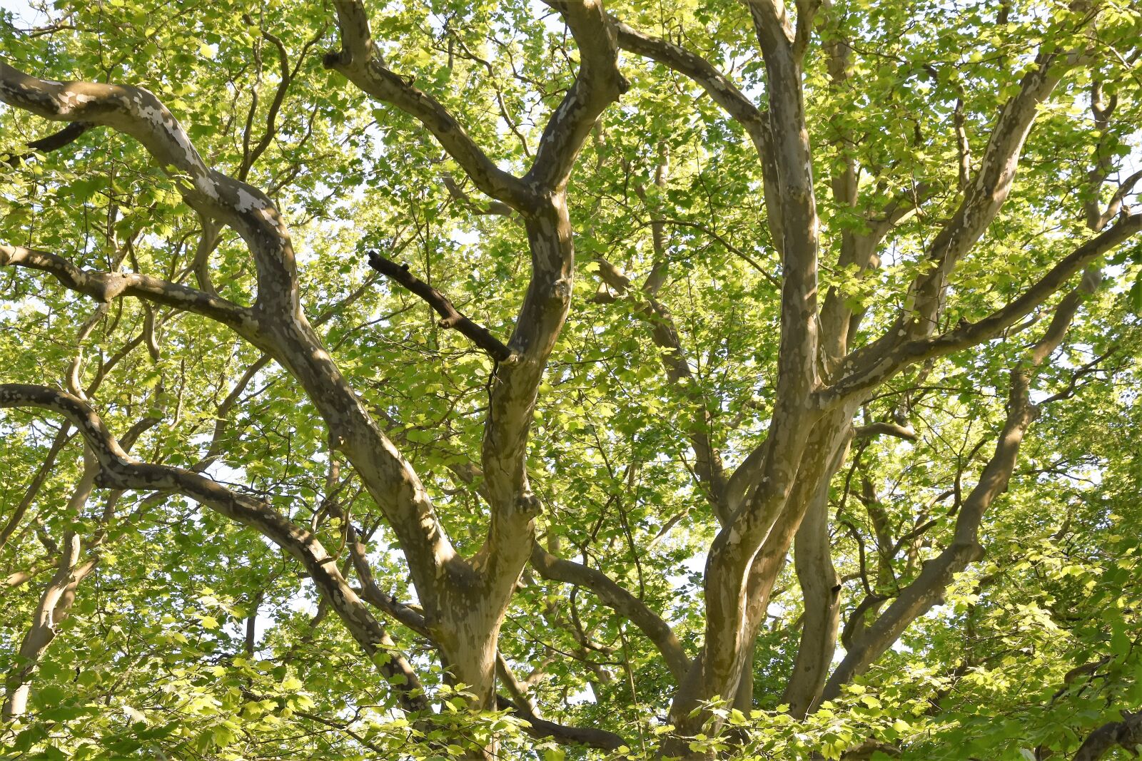 Nikon D7200 sample photo. Wood, branches, nature photography