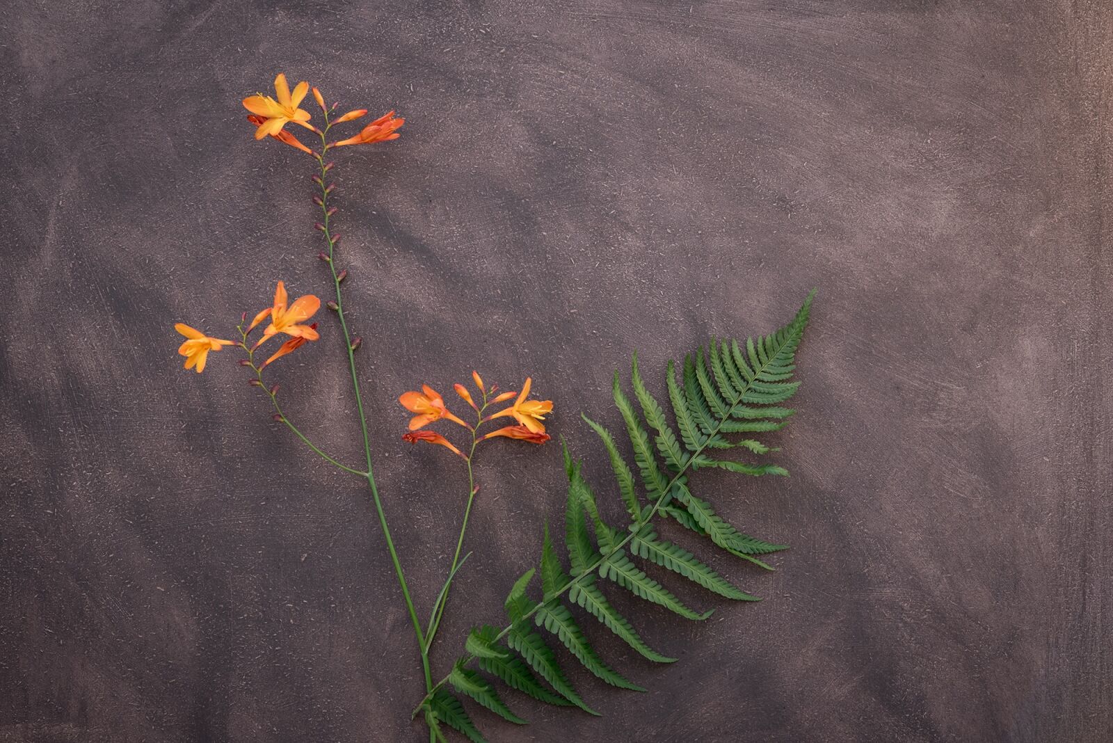 Nikon D750 sample photo. Crocosmia, flower, schwertliliengewaechs photography