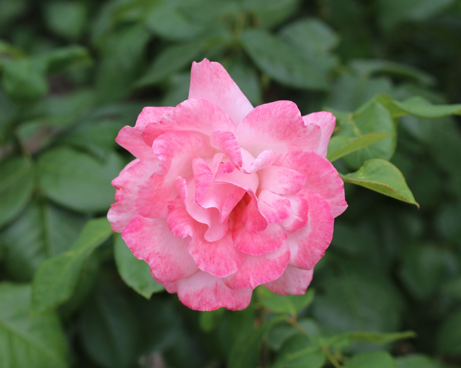 Canon EOS 700D (EOS Rebel T5i / EOS Kiss X7i) sample photo. Nature, flowers, bloom photography