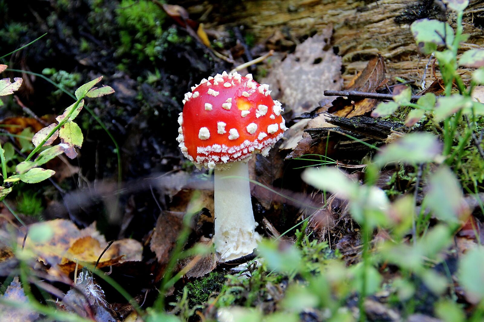 Canon EOS 600D (Rebel EOS T3i / EOS Kiss X5) sample photo. Fly agaric, amanitamuscaria, mushroom photography
