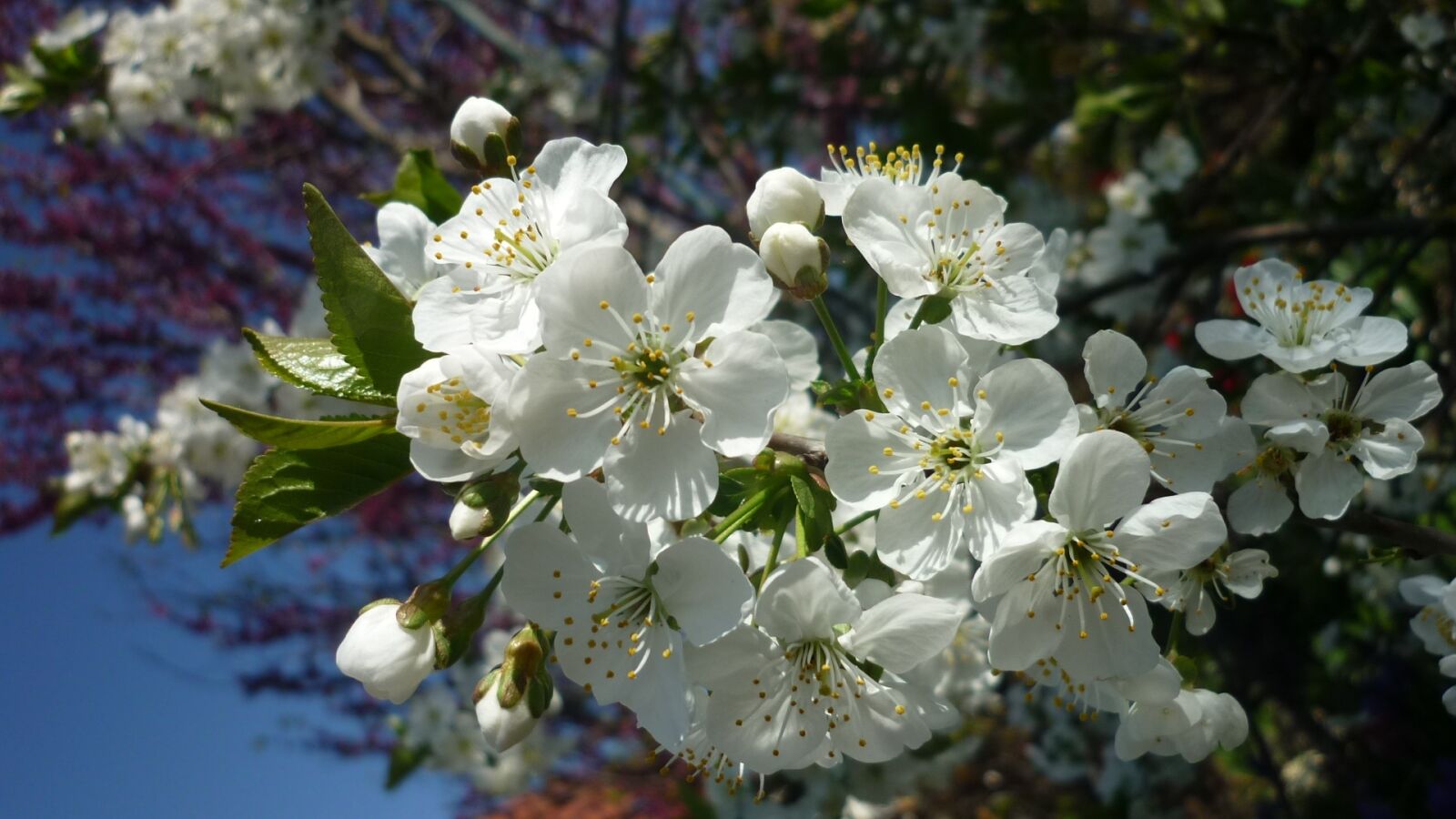 Panasonic Lumix DMC-FS6 sample photo. Cherry blossom, branch, flowers photography