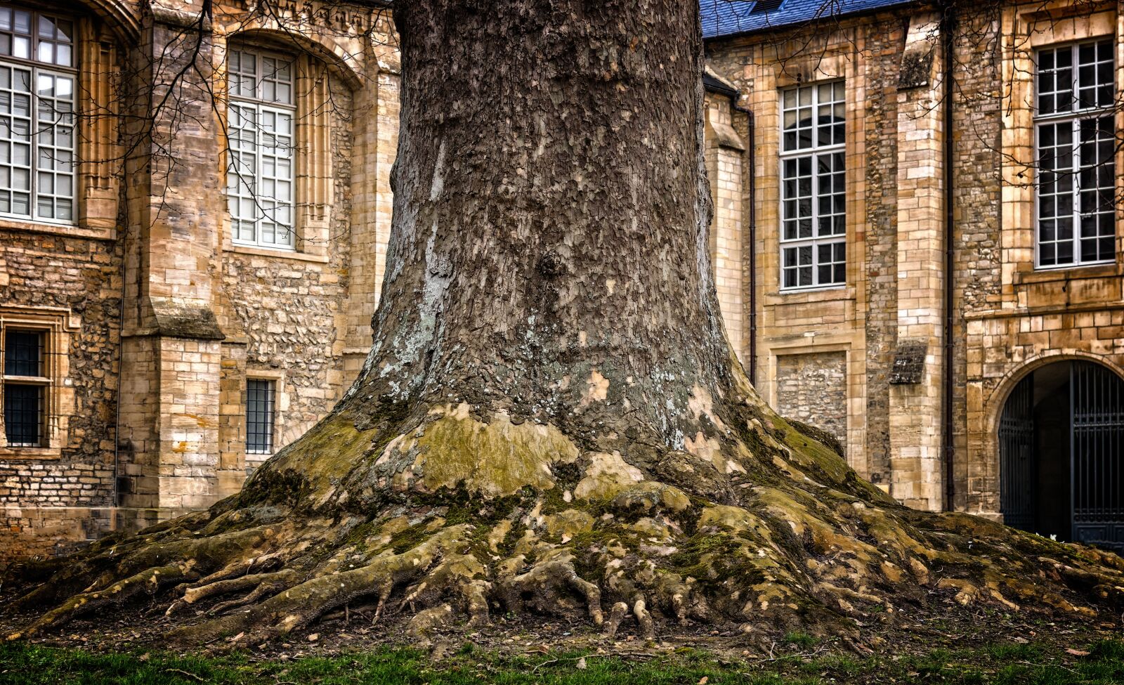 Nikon D3300 sample photo. Tree, tribe, log photography