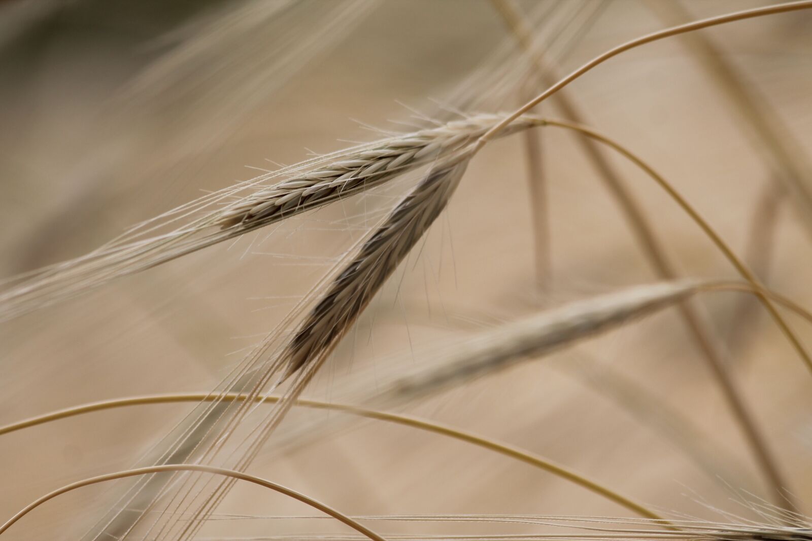 Canon EF 70-300mm F4-5.6 IS USM sample photo. Grain, sreals, straw photography