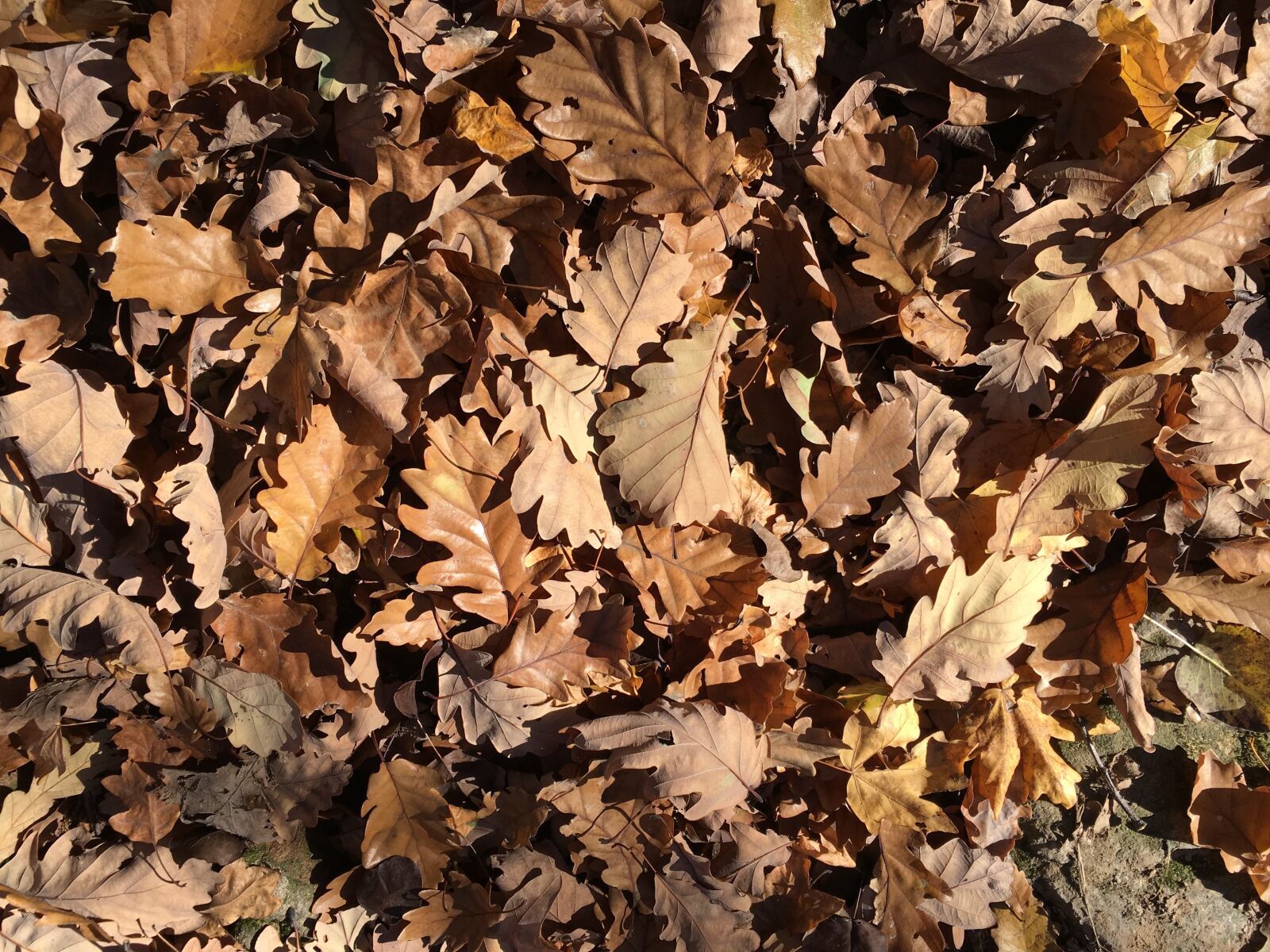 Apple iPhone 6s sample photo. Forest, holidays, autumn photography