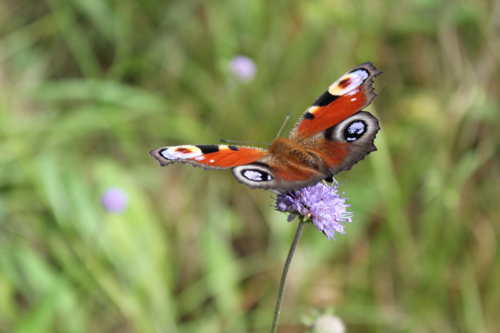 Canon EOS 550D (EOS Rebel T2i / EOS Kiss X4) sample photo. Butterfly, nature, macro photography