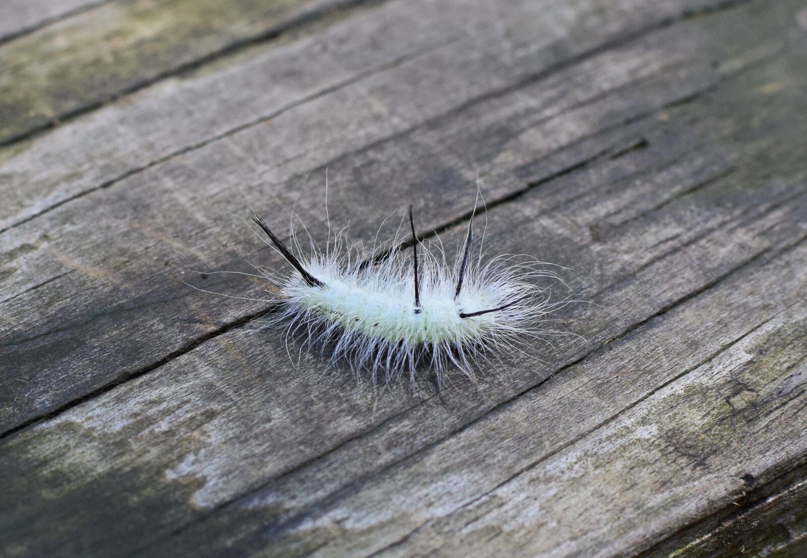 Nikon D3300 sample photo. Black swallowtail caterpillar, butterfly photography