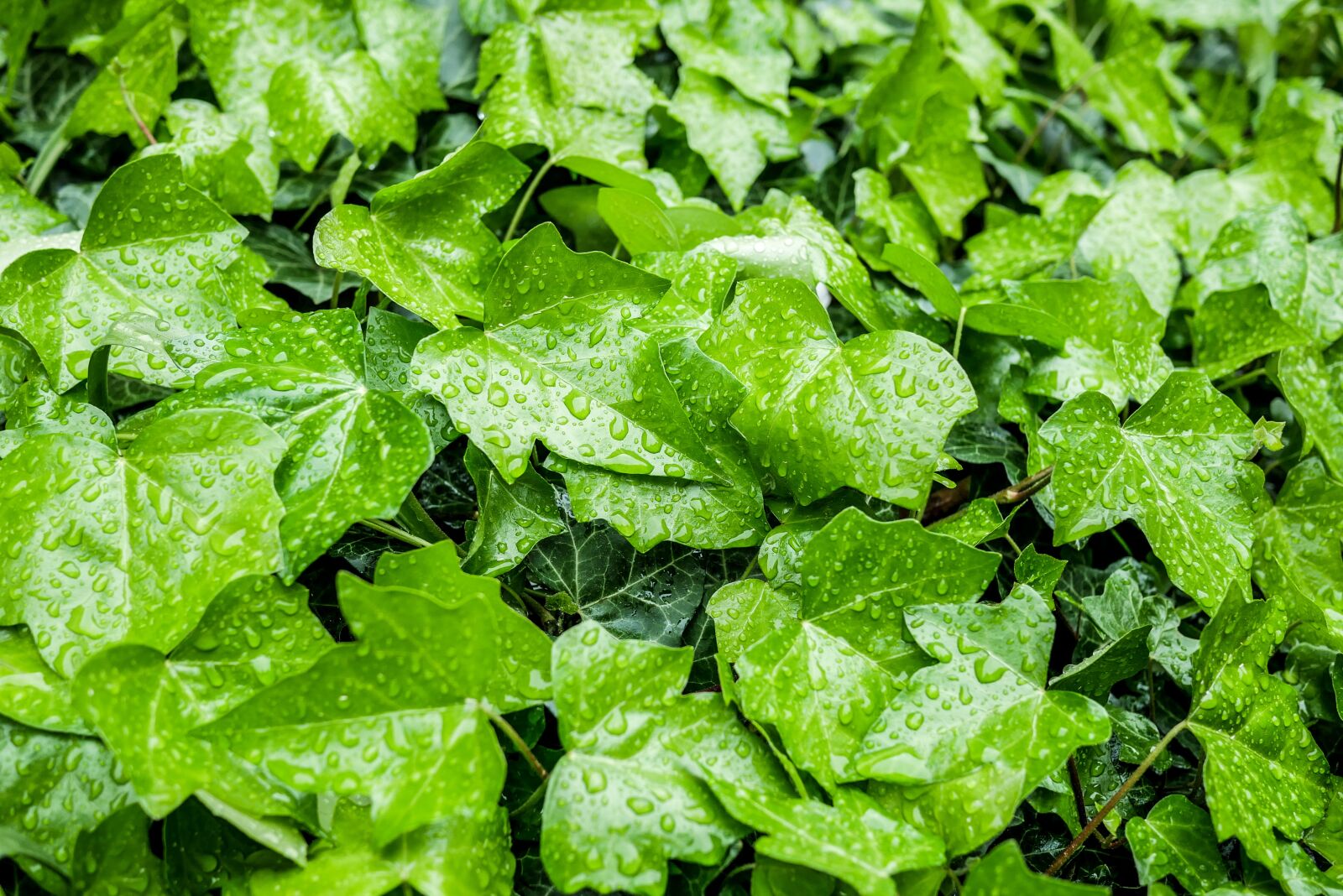 Panasonic Lumix DMC-GX85 (Lumix DMC-GX80 / Lumix DMC-GX7 Mark II) + LUMIX G 20/F1.7 II sample photo. Foliage, drops, water photography