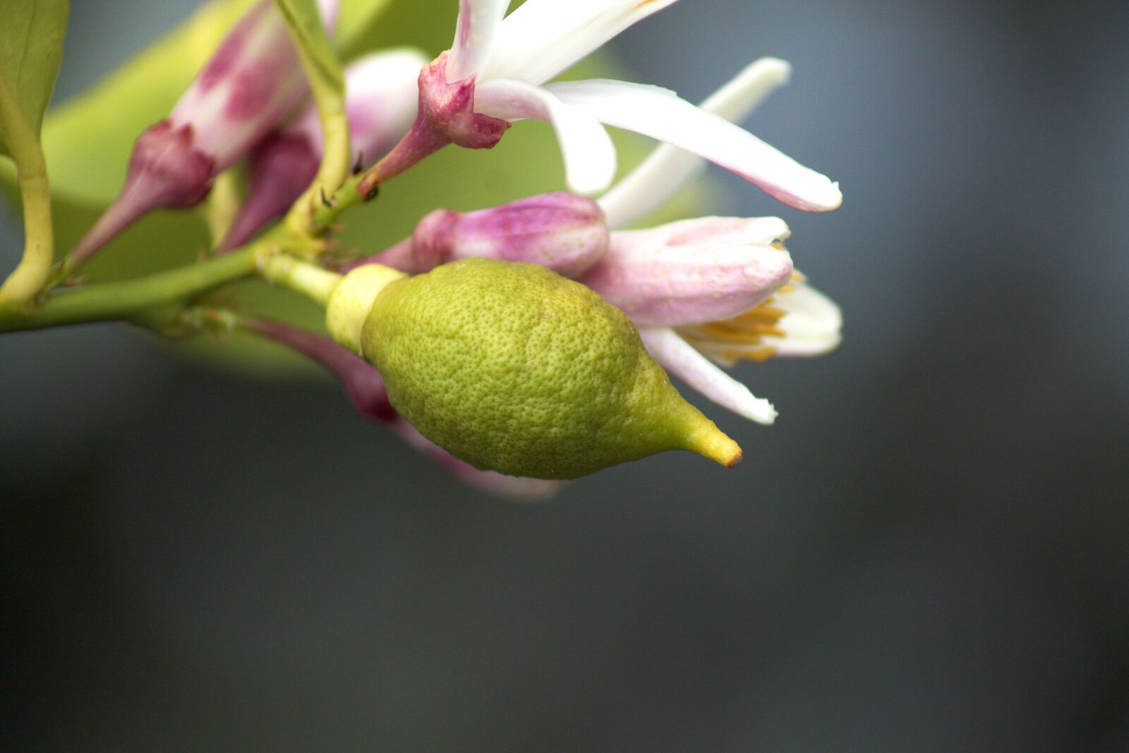 Canon EOS 1100D (EOS Rebel T3 / EOS Kiss X50) sample photo. Lemon, fruit, lime photography
