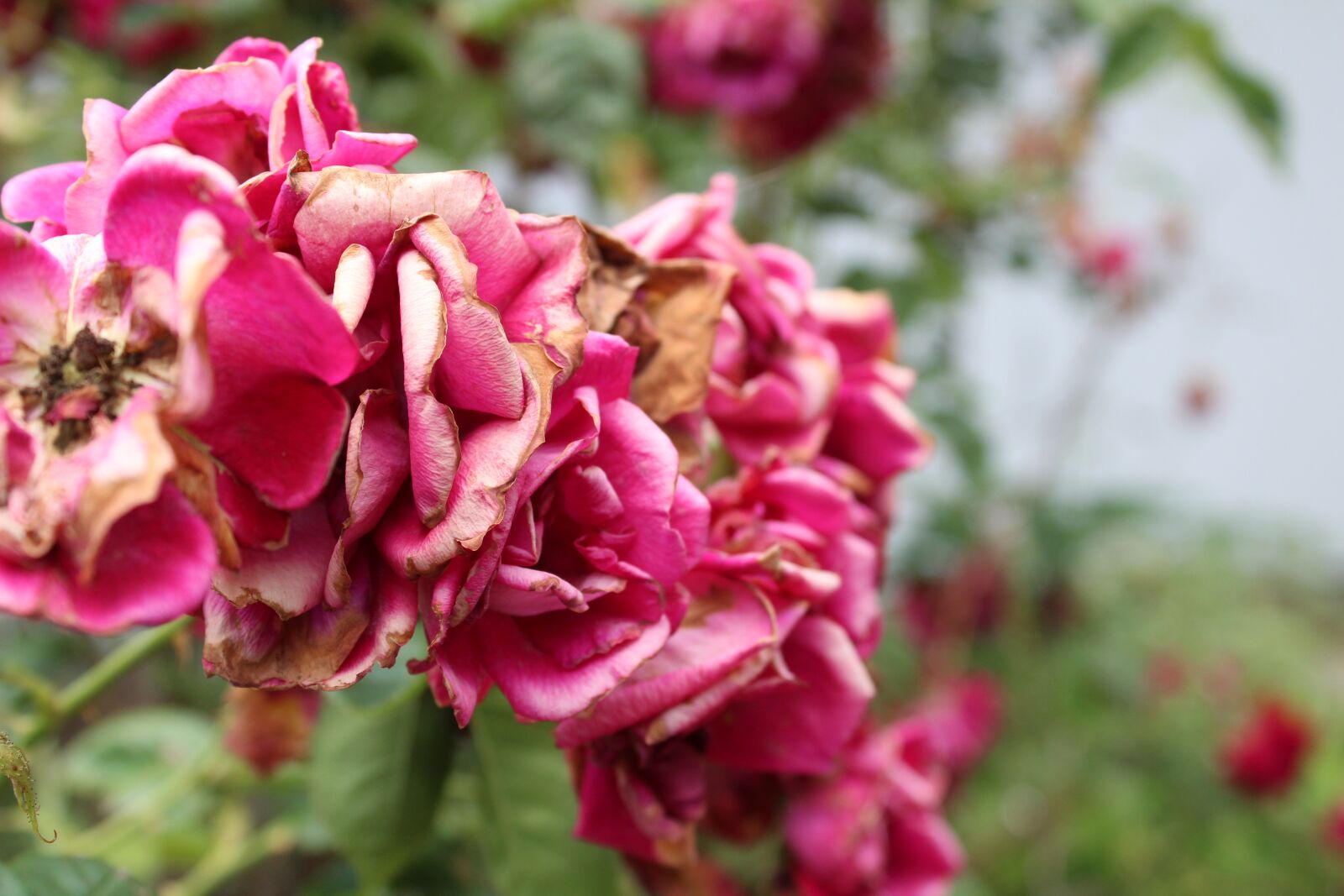 Canon EOS 1300D (EOS Rebel T6 / EOS Kiss X80) sample photo. Roses, pink, rose photography
