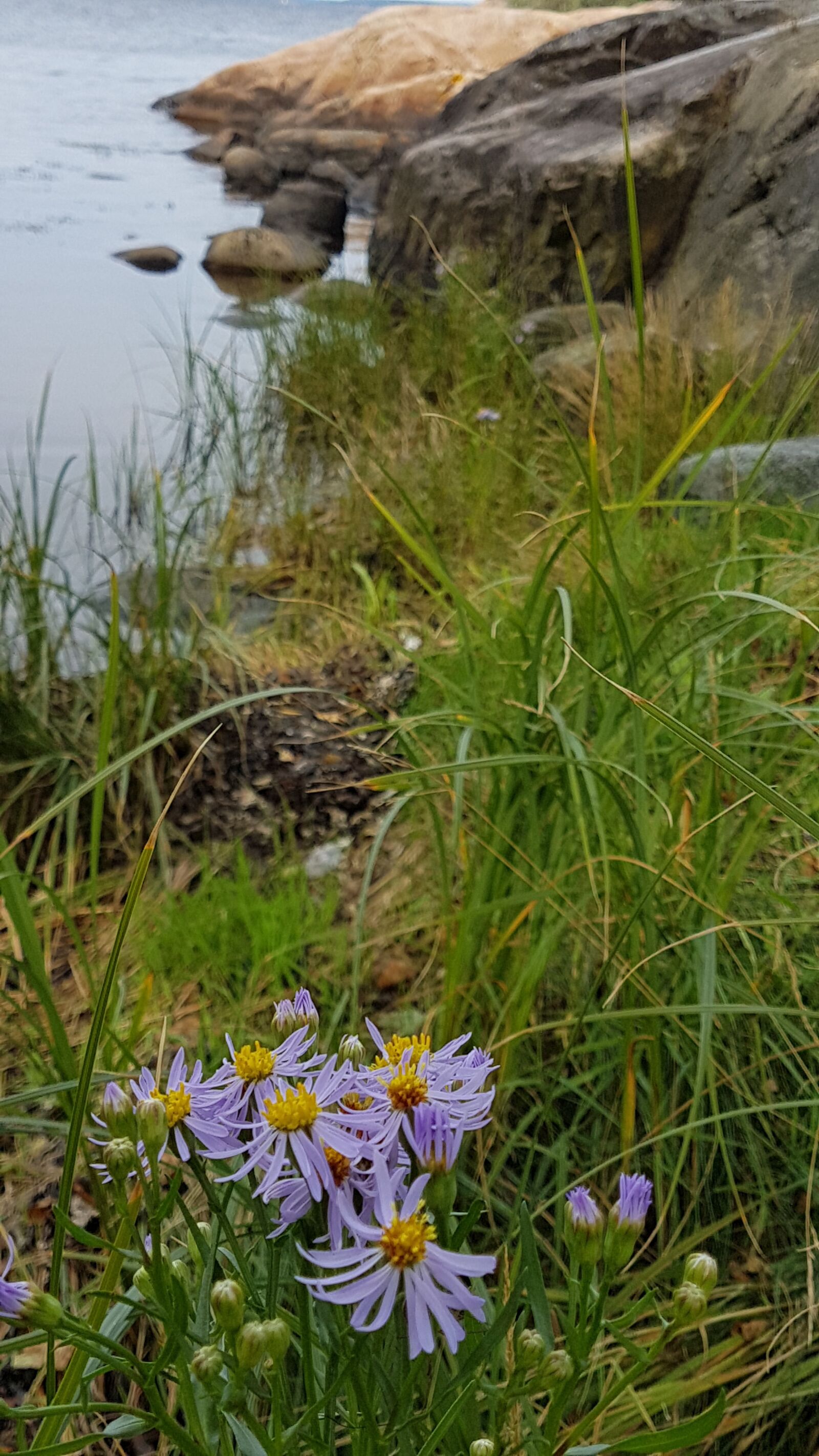 Samsung Galaxy S7 Edge sample photo. North, field, flower photography