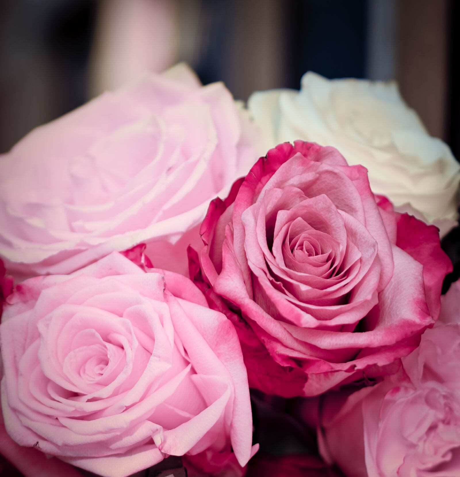 Canon EOS 200D (EOS Rebel SL2 / EOS Kiss X9) sample photo. Roses, pink, romantic photography
