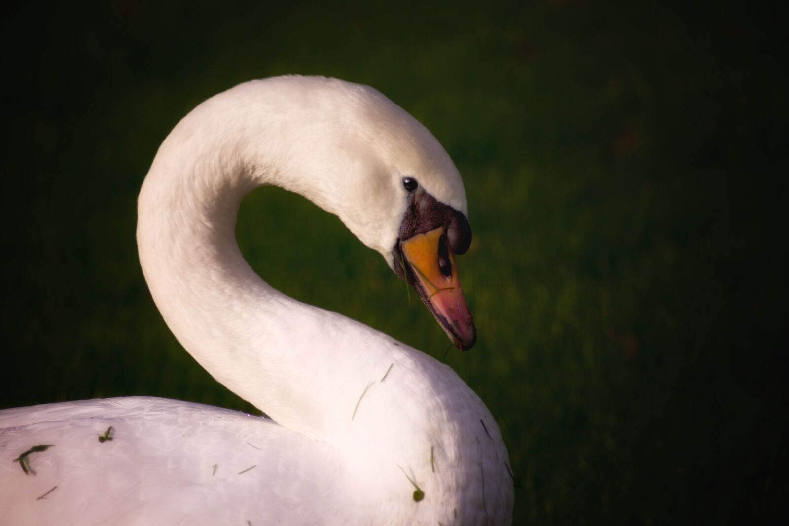 Pentax K-70 sample photo. Swan, lake, water photography