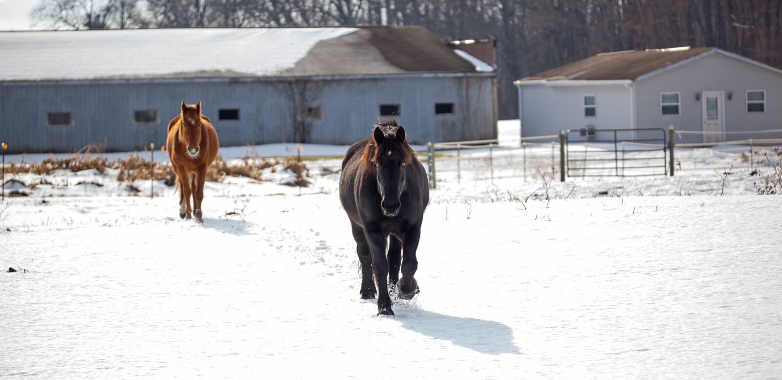 Canon EOS 5D Mark II sample photo. Horse, horses, winter photography