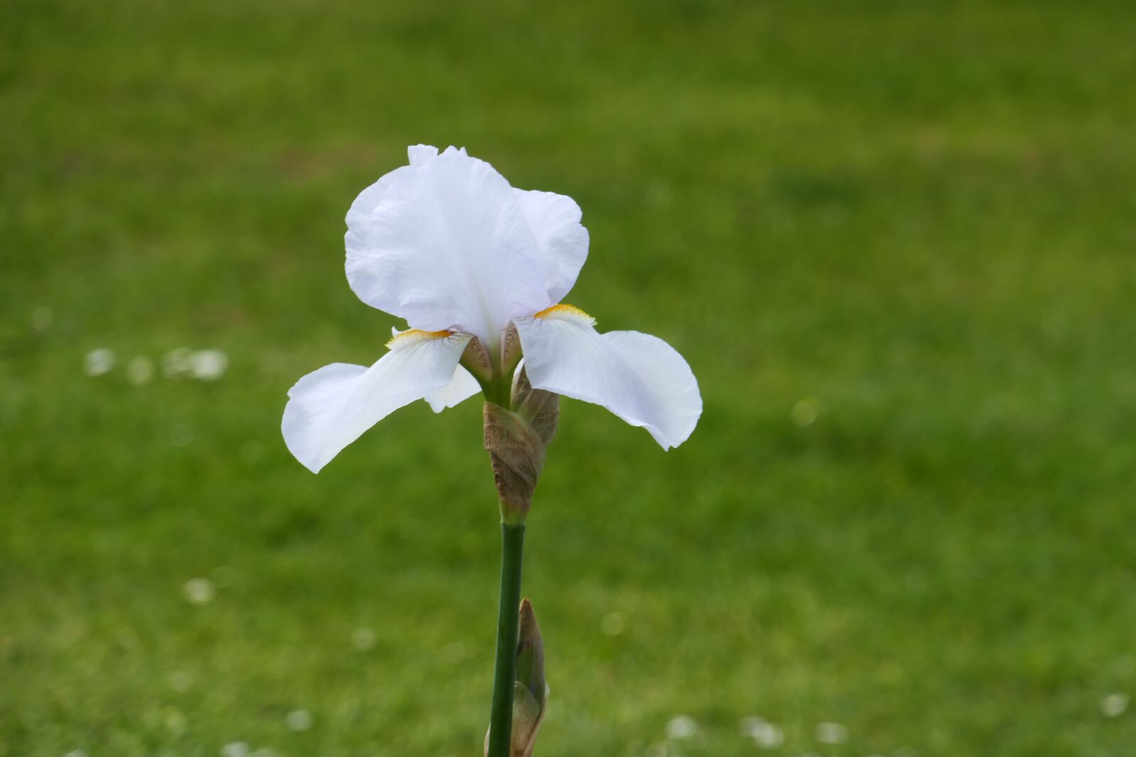 Panasonic Lumix DMC-ZS100 (Lumix DMC-TZ100) sample photo. Iris, pink, nature photography