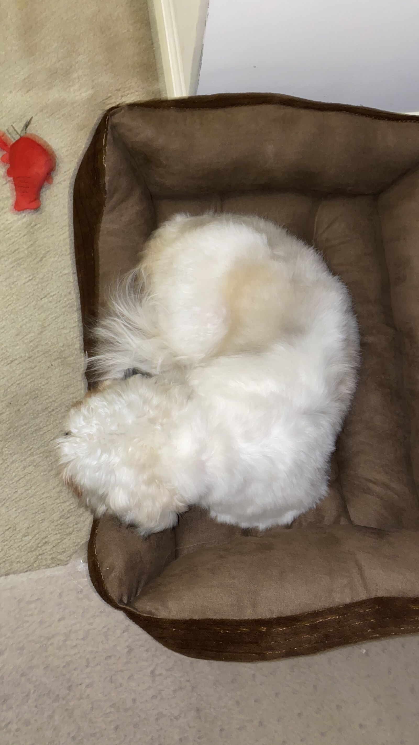 Apple iPhone 11 Pro Max sample photo. Dog, shih tzu, sleep photography