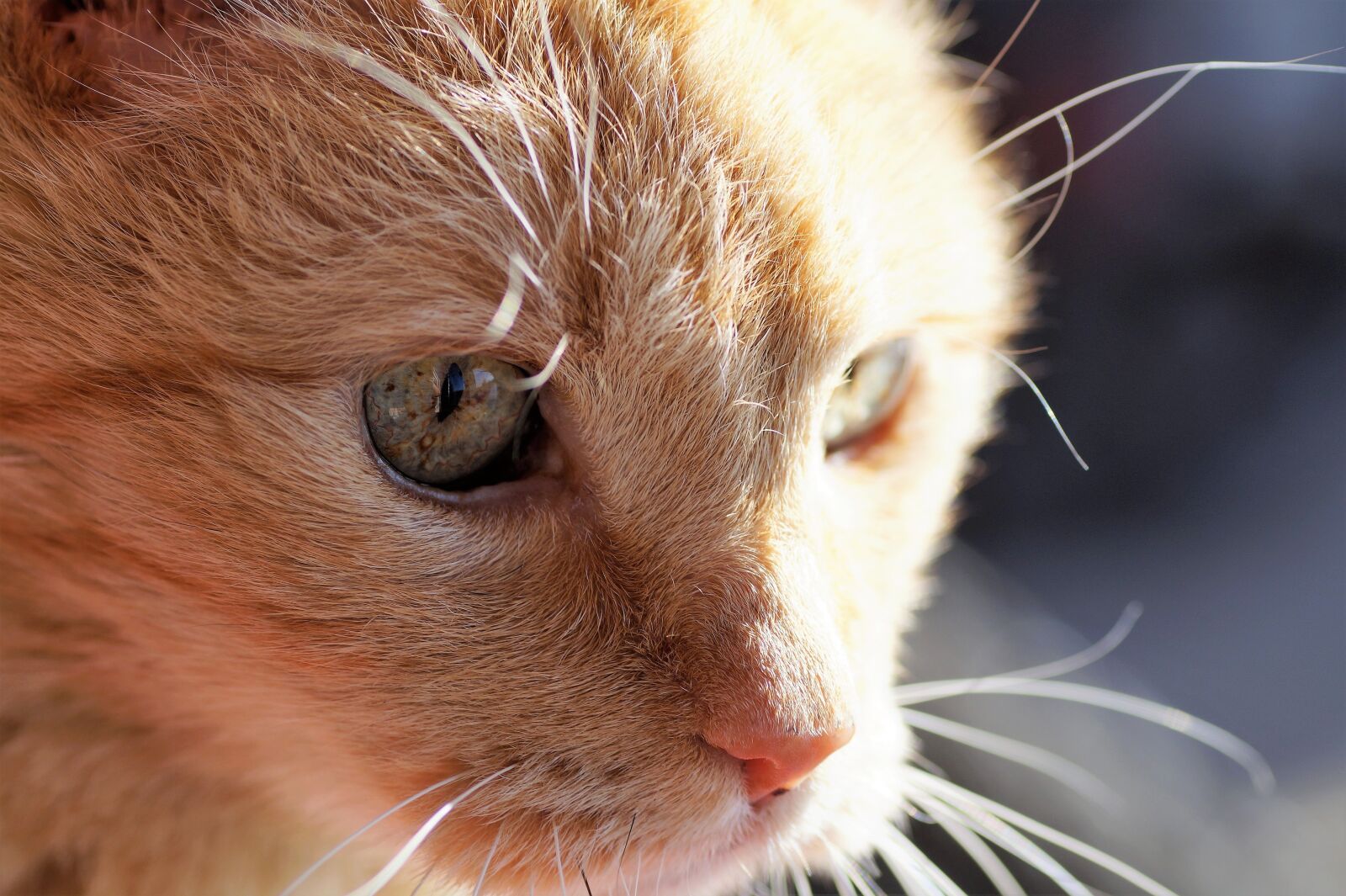 Sony SLT-A58 sample photo. Cat, tomcat, redheaded photography