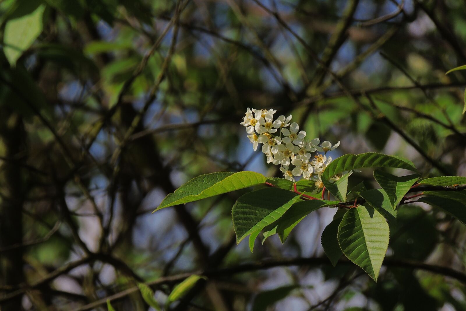Nikon Coolpix P510 sample photo. Flowers, flower cherry, flowering photography