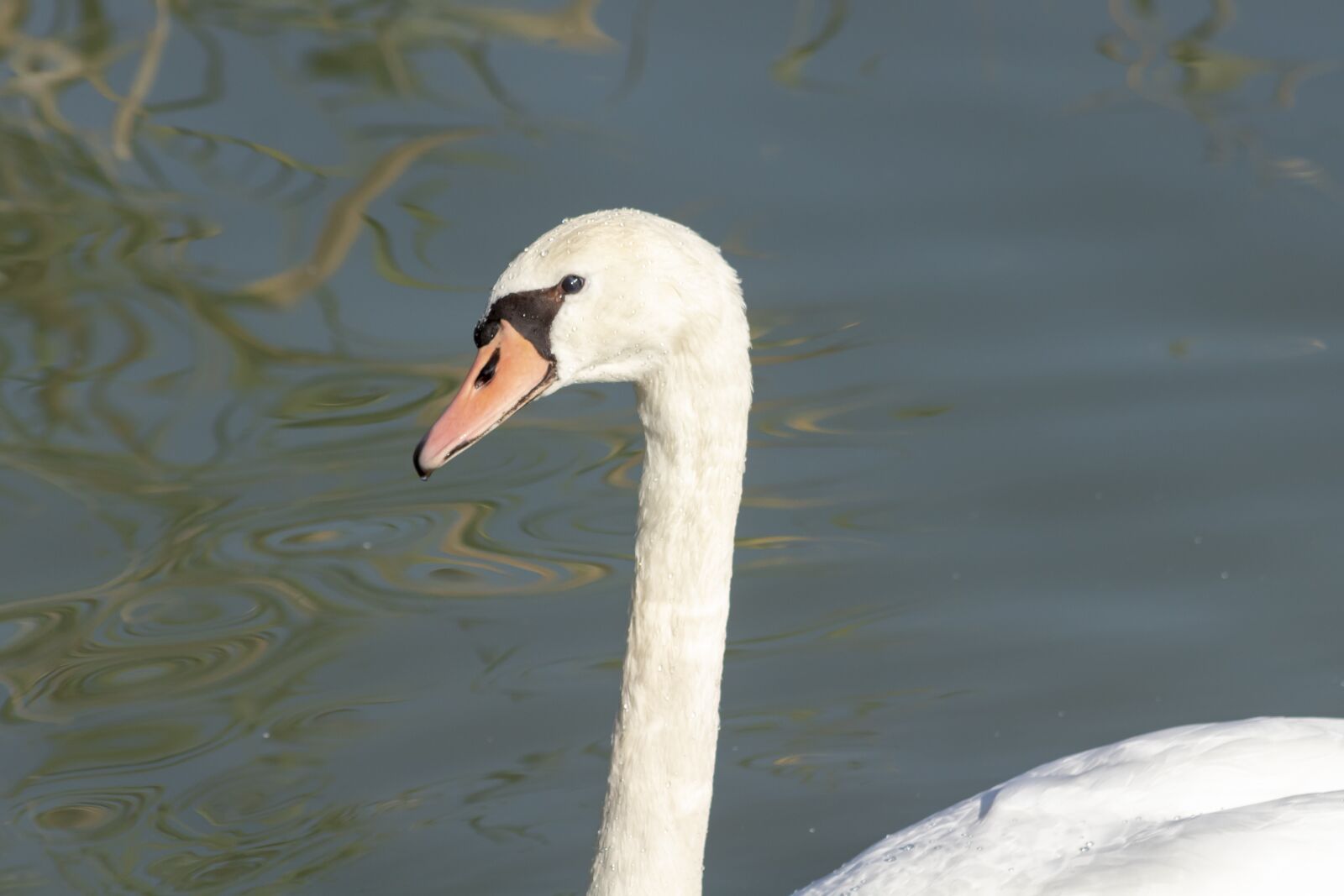 Canon EF75-300mm f/4-5.6 sample photo. Mute swan, bird, swim photography