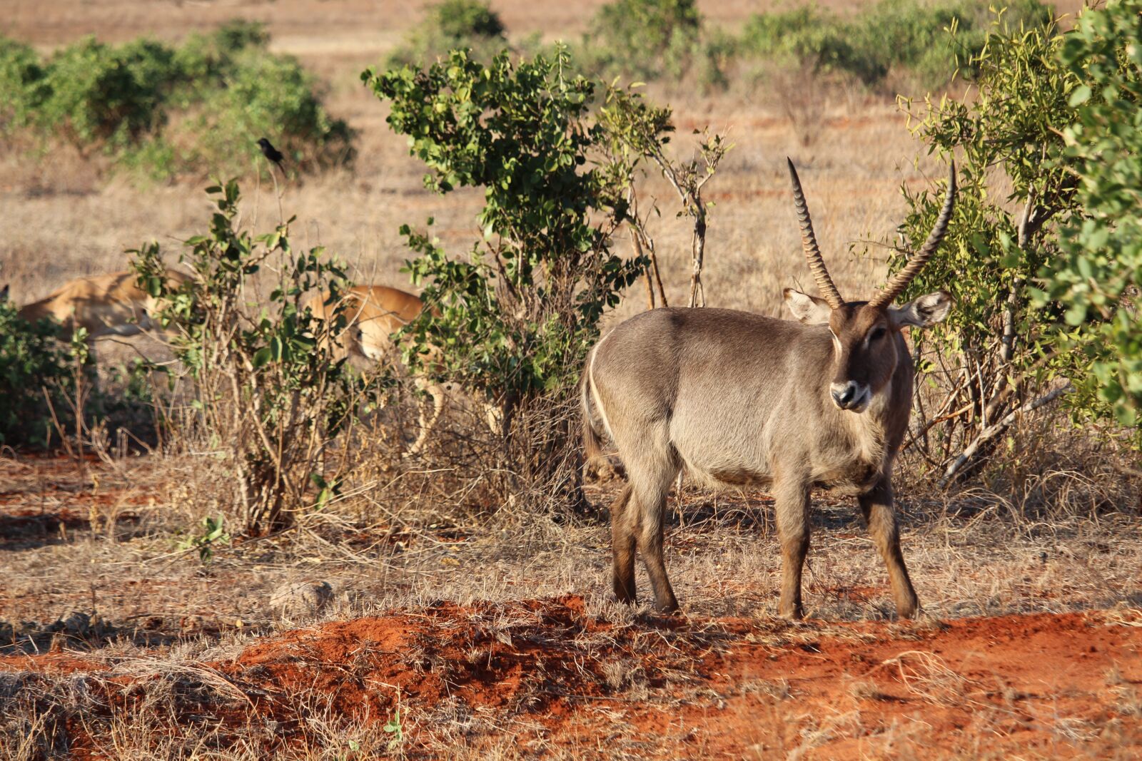 Canon EF-S 55-250mm F4-5.6 IS STM sample photo. Waterbuck, safari, africa photography