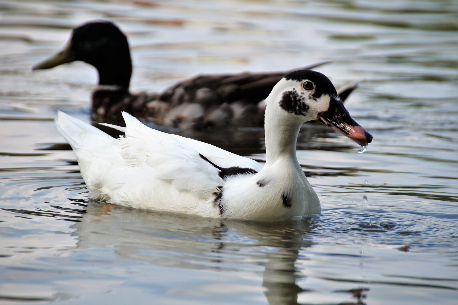 Sony SLT-A58 sample photo. Duck, muscovy, wild photography