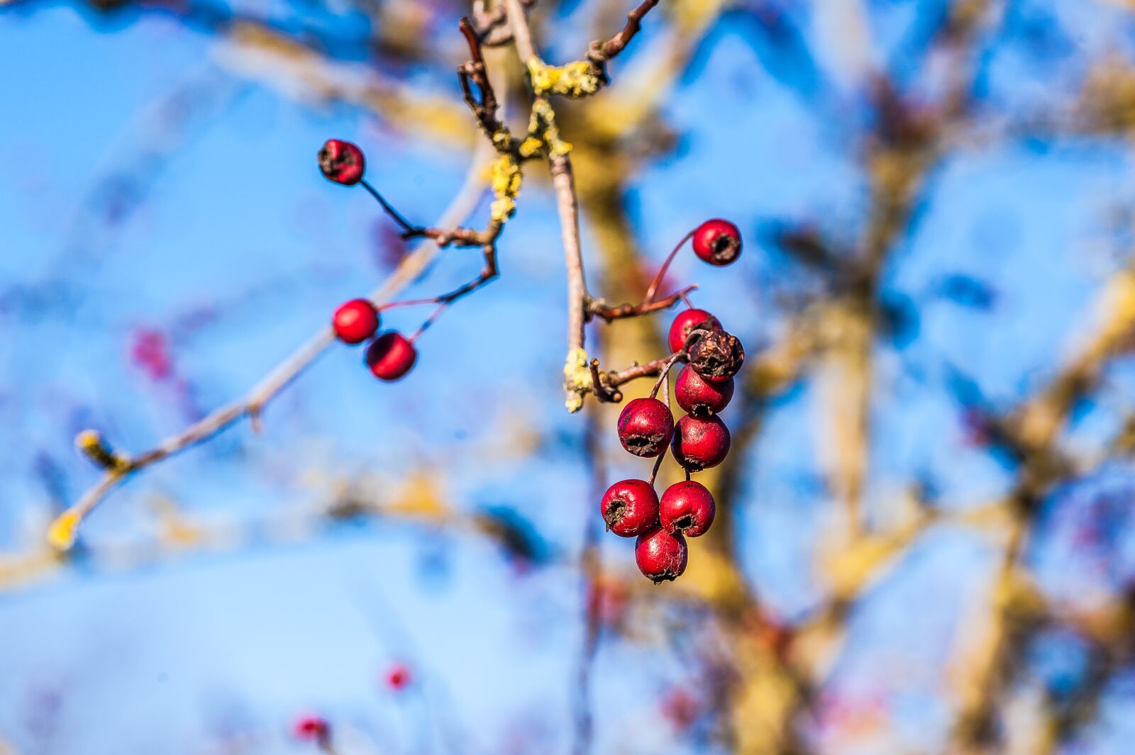 Nikon D700 sample photo. Berry, red, winter photography