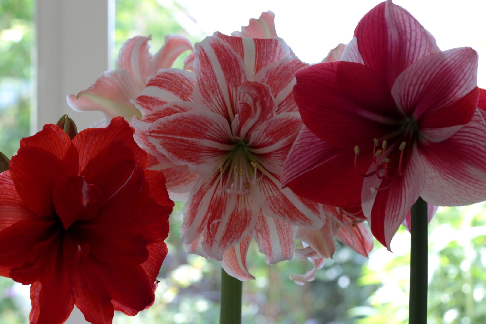 Canon EOS 7D Mark II + Canon EF 50mm F1.8 STM sample photo. Amaryllis, three colors, double photography