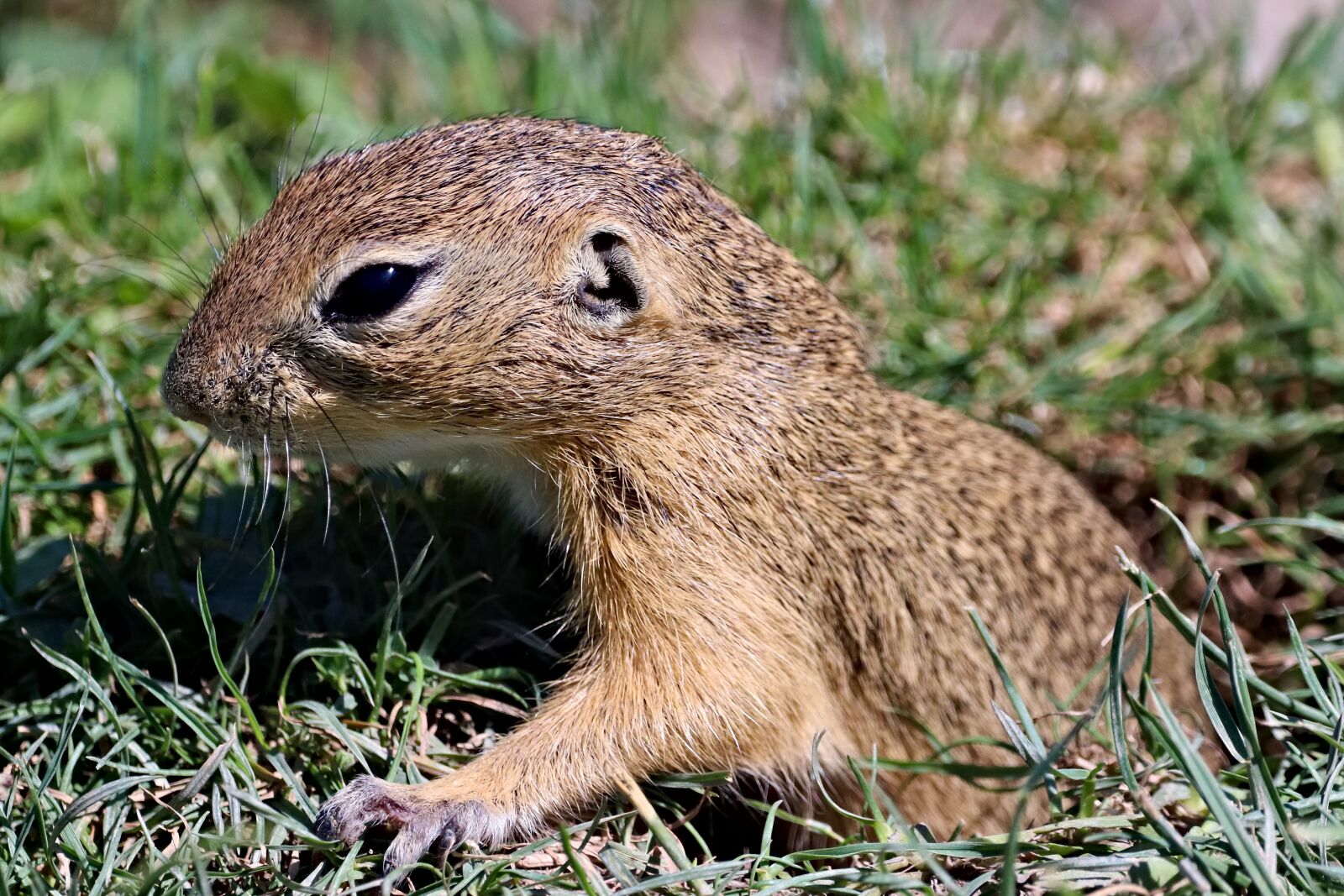 150-600mm F5-6.3 DG OS HSM | Contemporary 015 sample photo. Gopher, rodent, cub photography