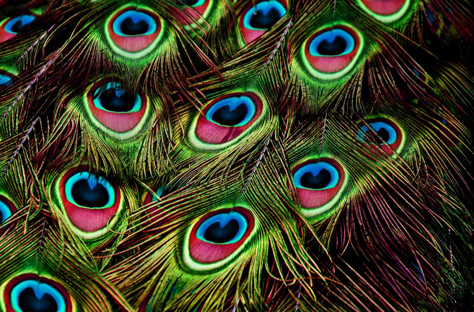 Nikon D7200 sample photo. Peacock feathers, feather, color photography