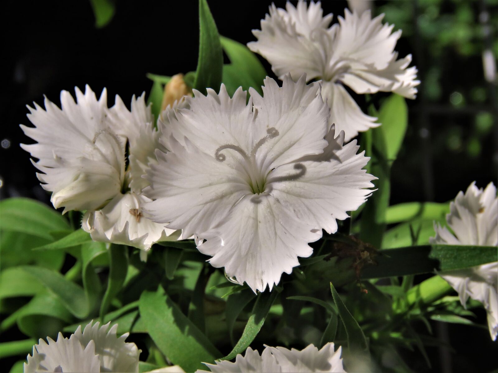 Canon PowerShot SX60 HS sample photo. Flowers, white, garden photography
