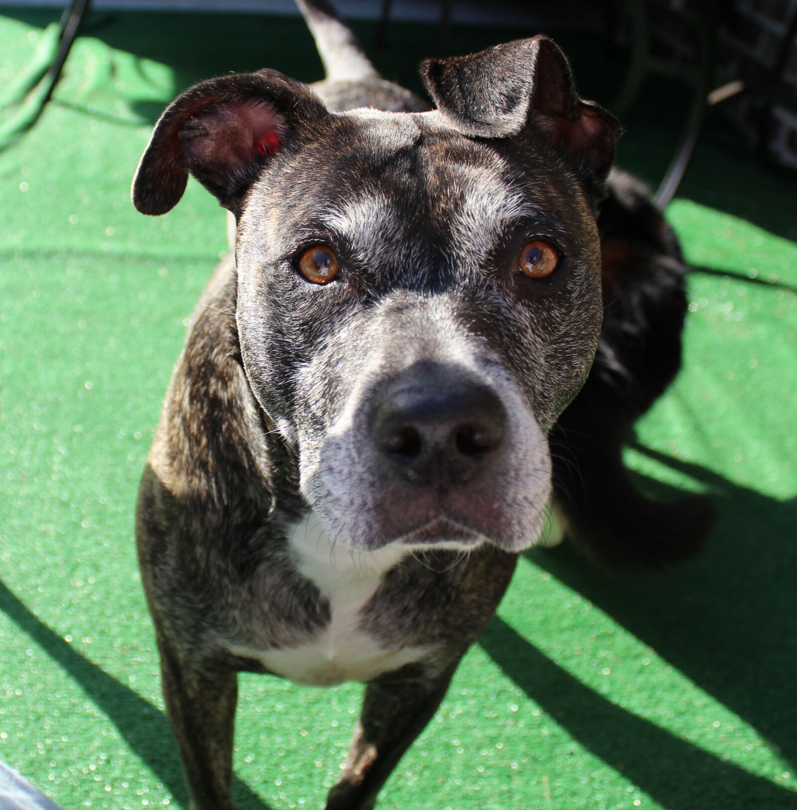 Canon EOS 1200D (EOS Rebel T5 / EOS Kiss X70 / EOS Hi) sample photo. Pit bull, pets, rescued photography