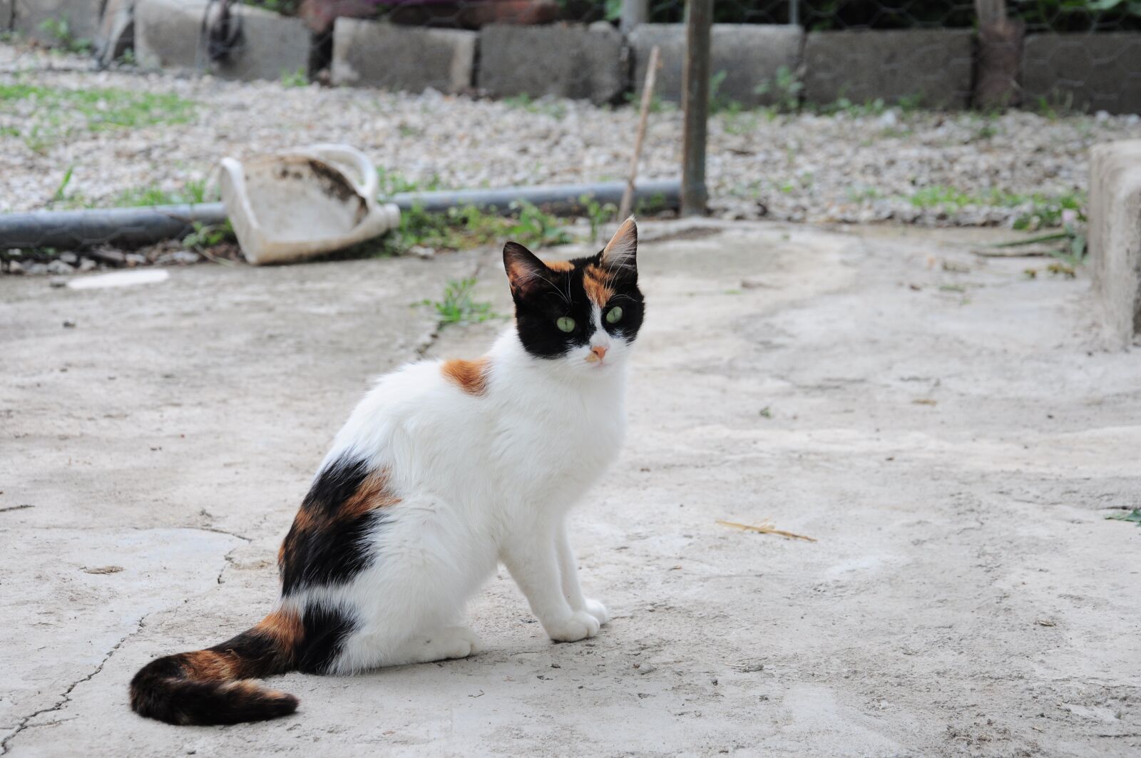 Nikon D90 sample photo. Cat, cat pictures, cat photography
