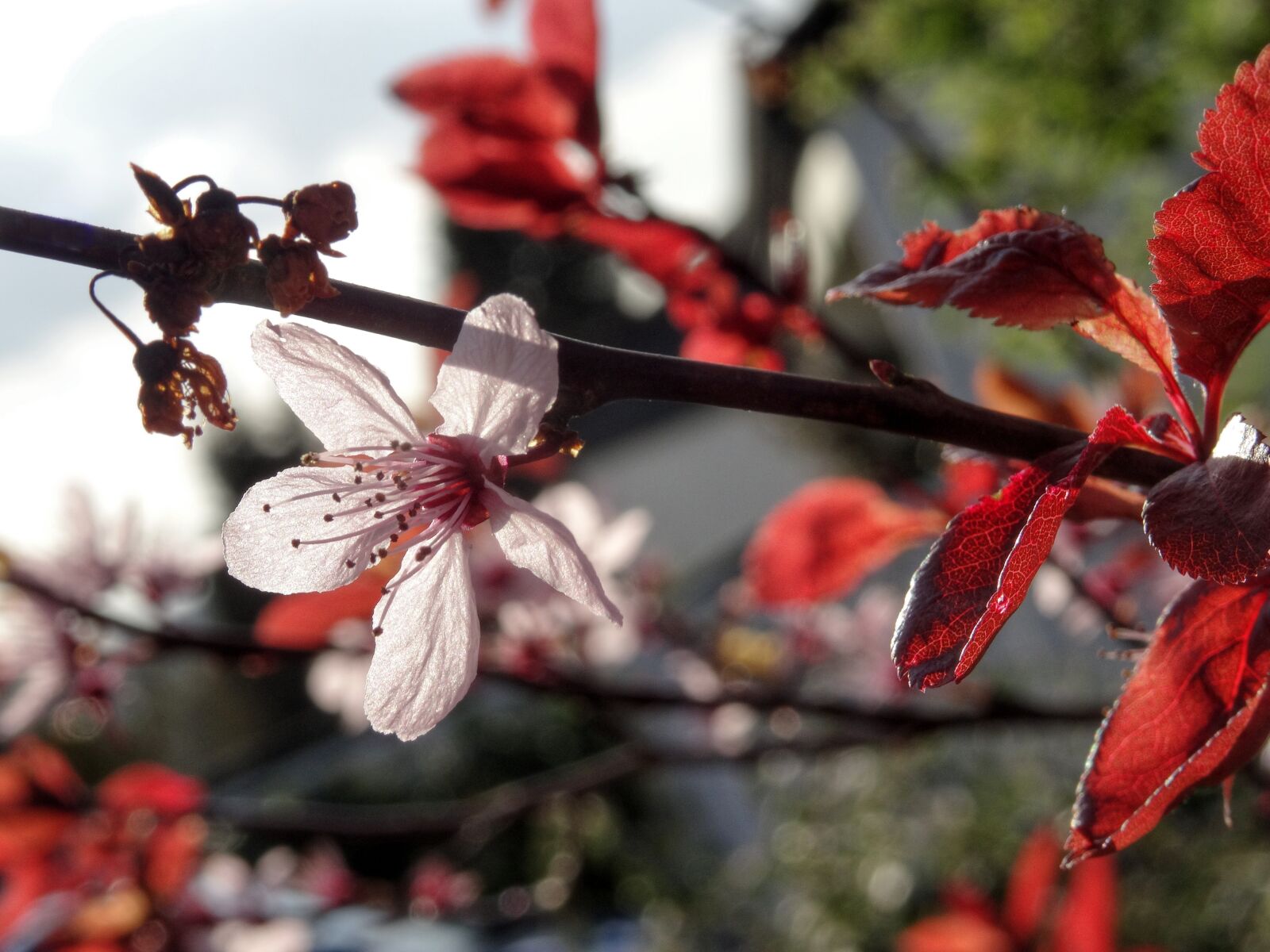 Sony DSC-HX50 sample photo. Almond blossom, almond tree photography