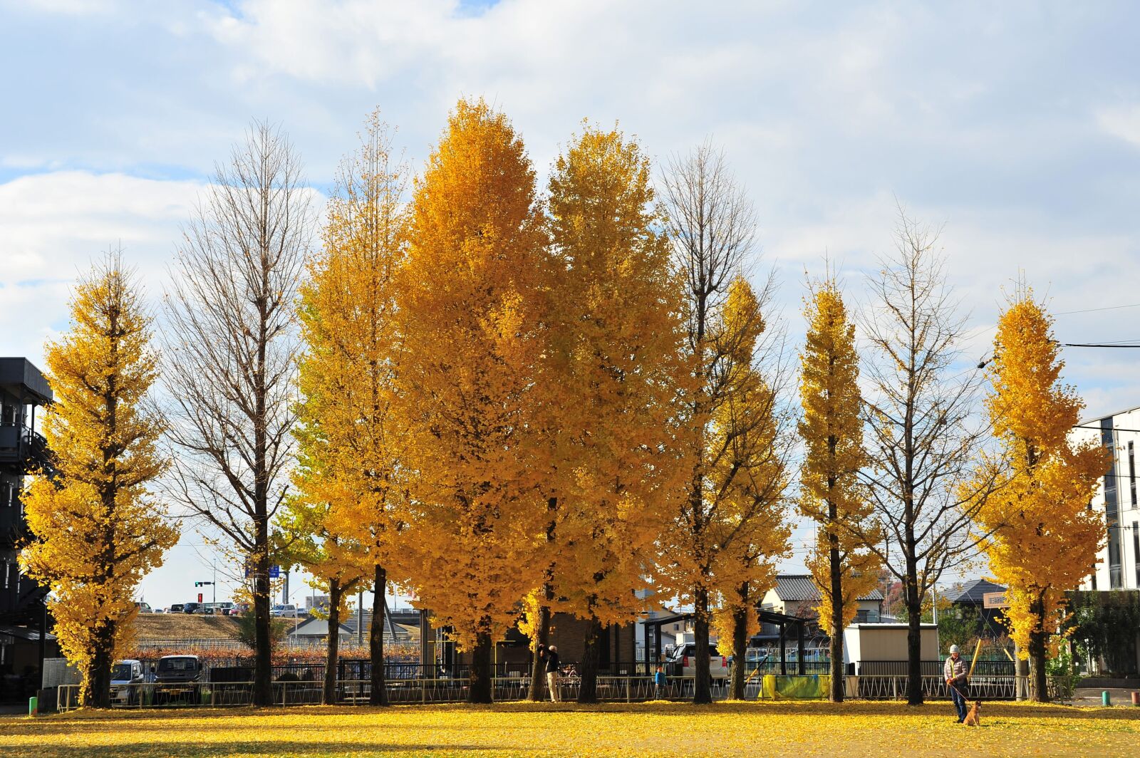 Nikon D700 sample photo. Autumn, gingko tree, park photography