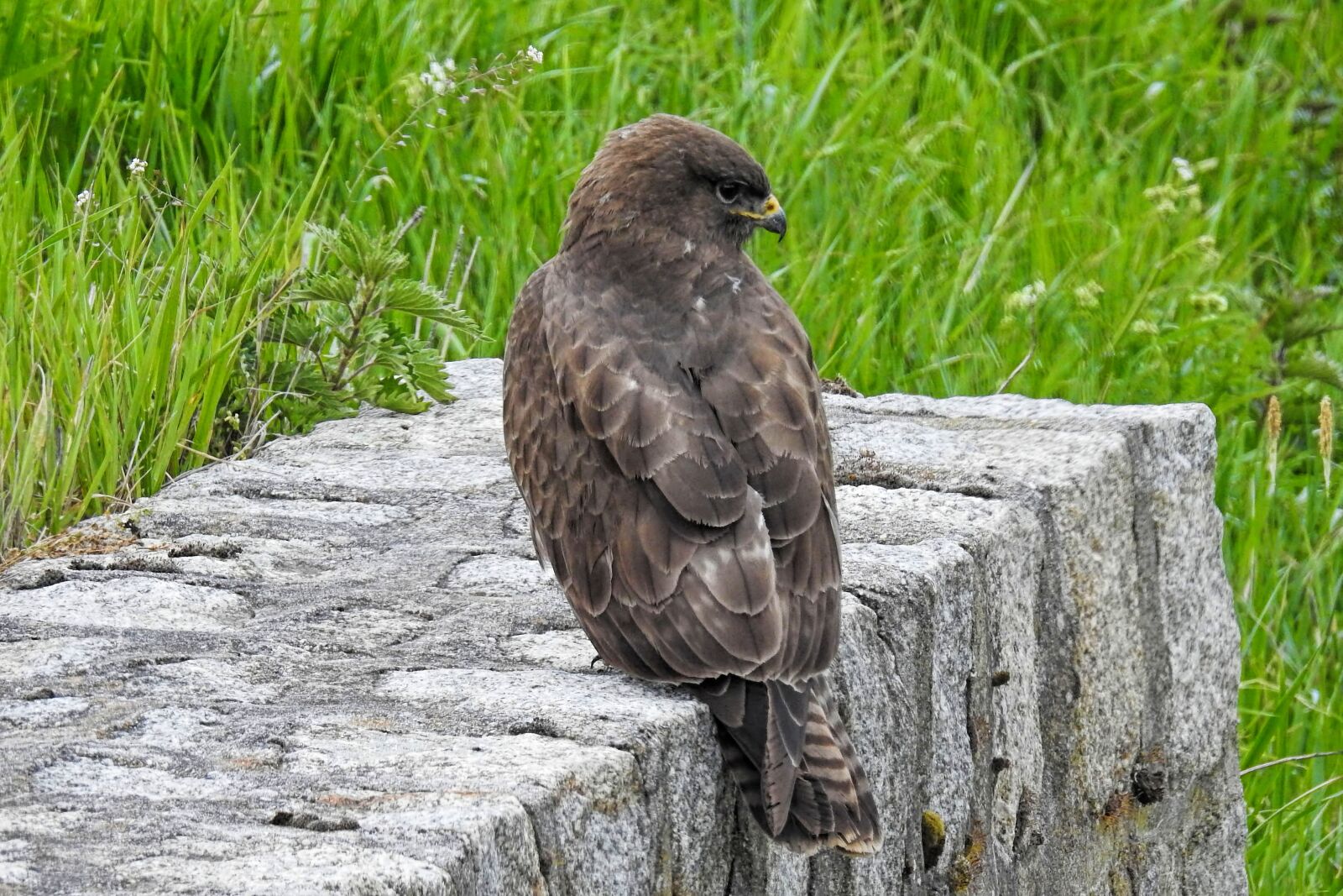 Nikon Coolpix P900 sample photo. Consecration, harrier, raptor photography