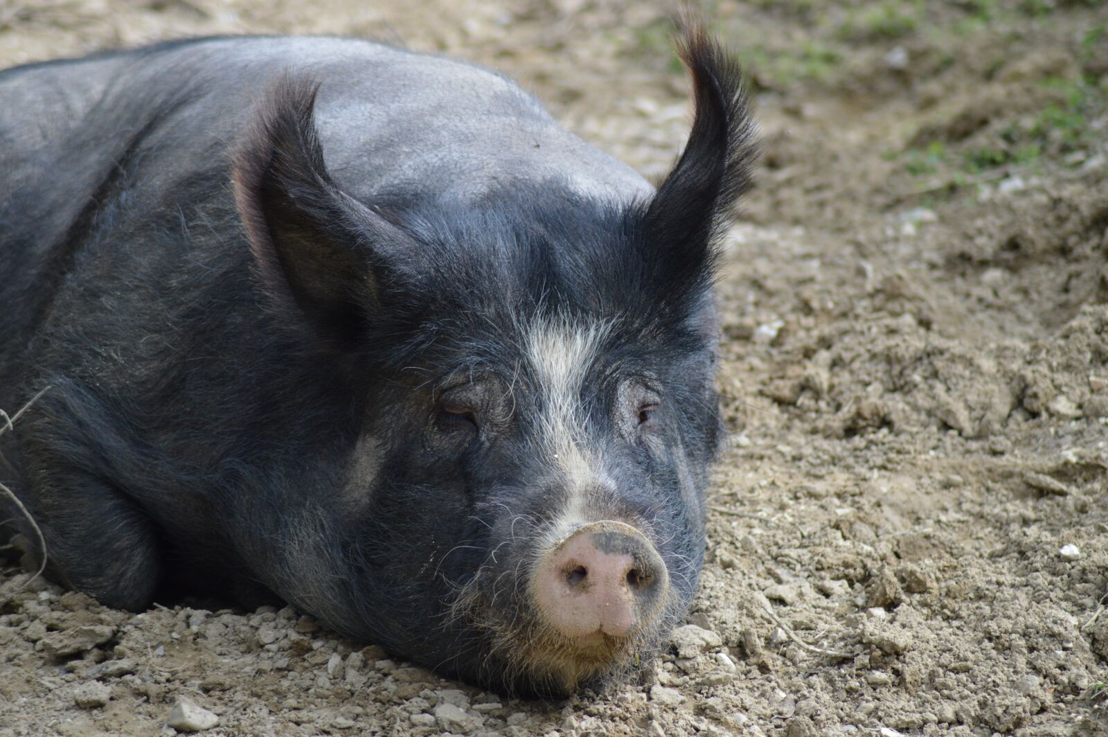 Nikon D3200 sample photo. Pig, animals, sow photography