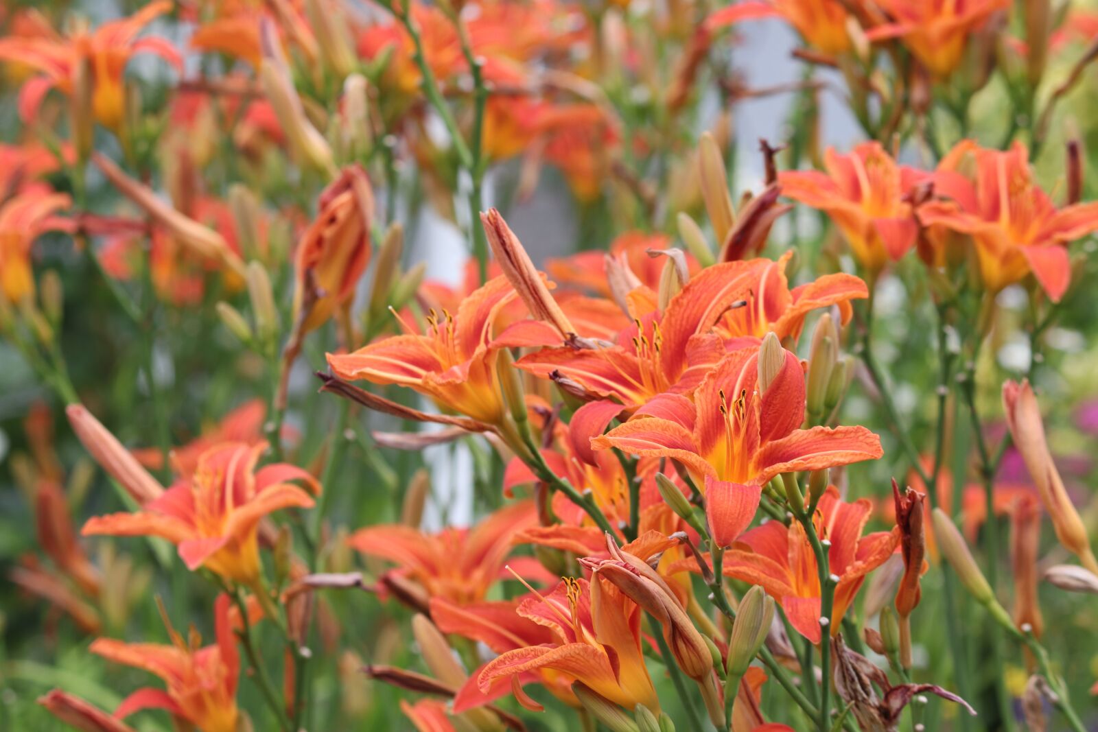 Canon EOS 200D (EOS Rebel SL2 / EOS Kiss X9) sample photo. Lilies, orange, lilium photography