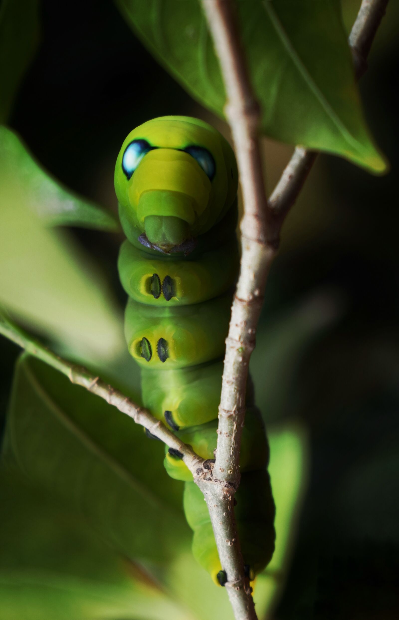 Nikon D5300 sample photo. Caterpillar, moth, green photography