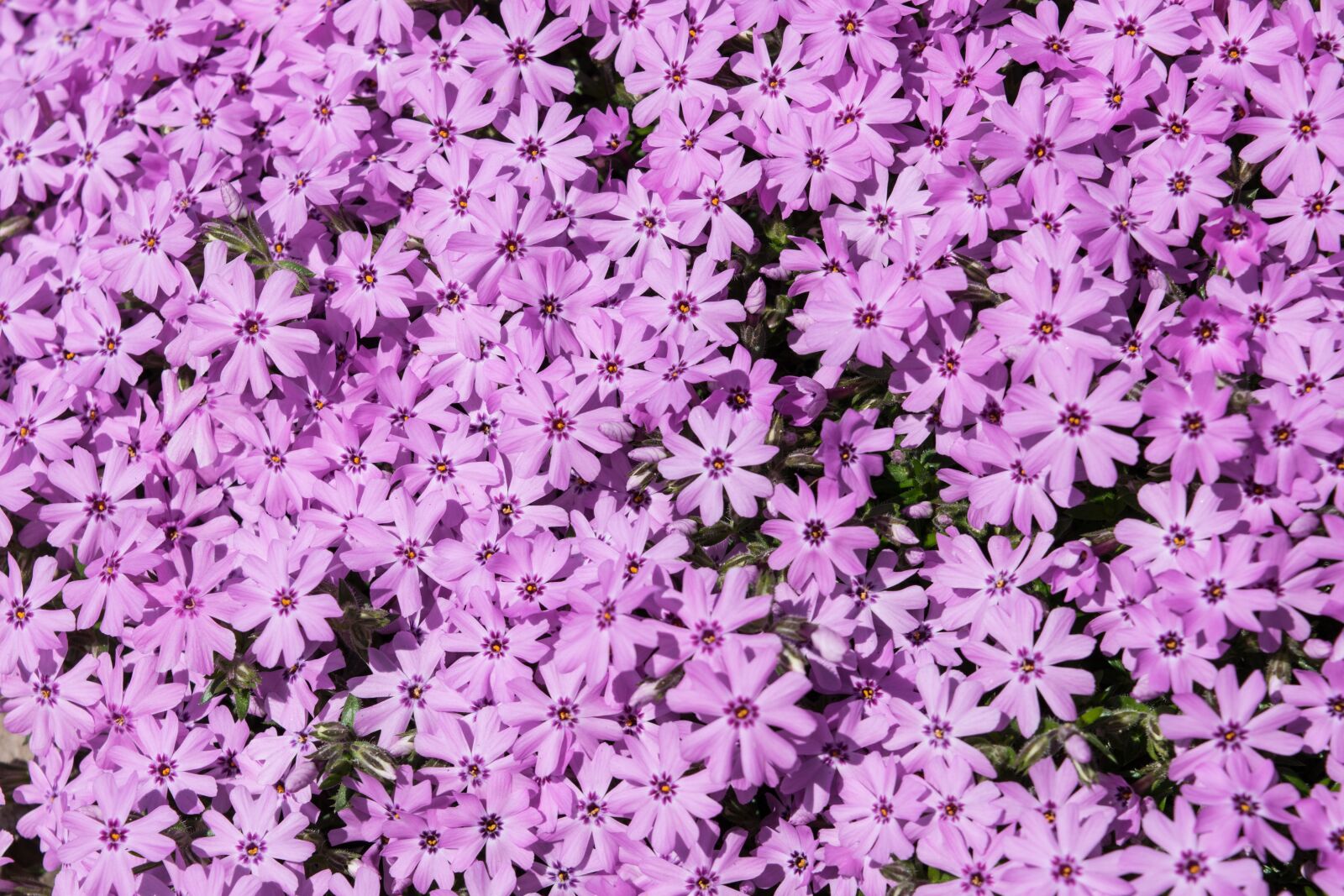 Nikon D3300 sample photo. Phlox, flower, plant photography